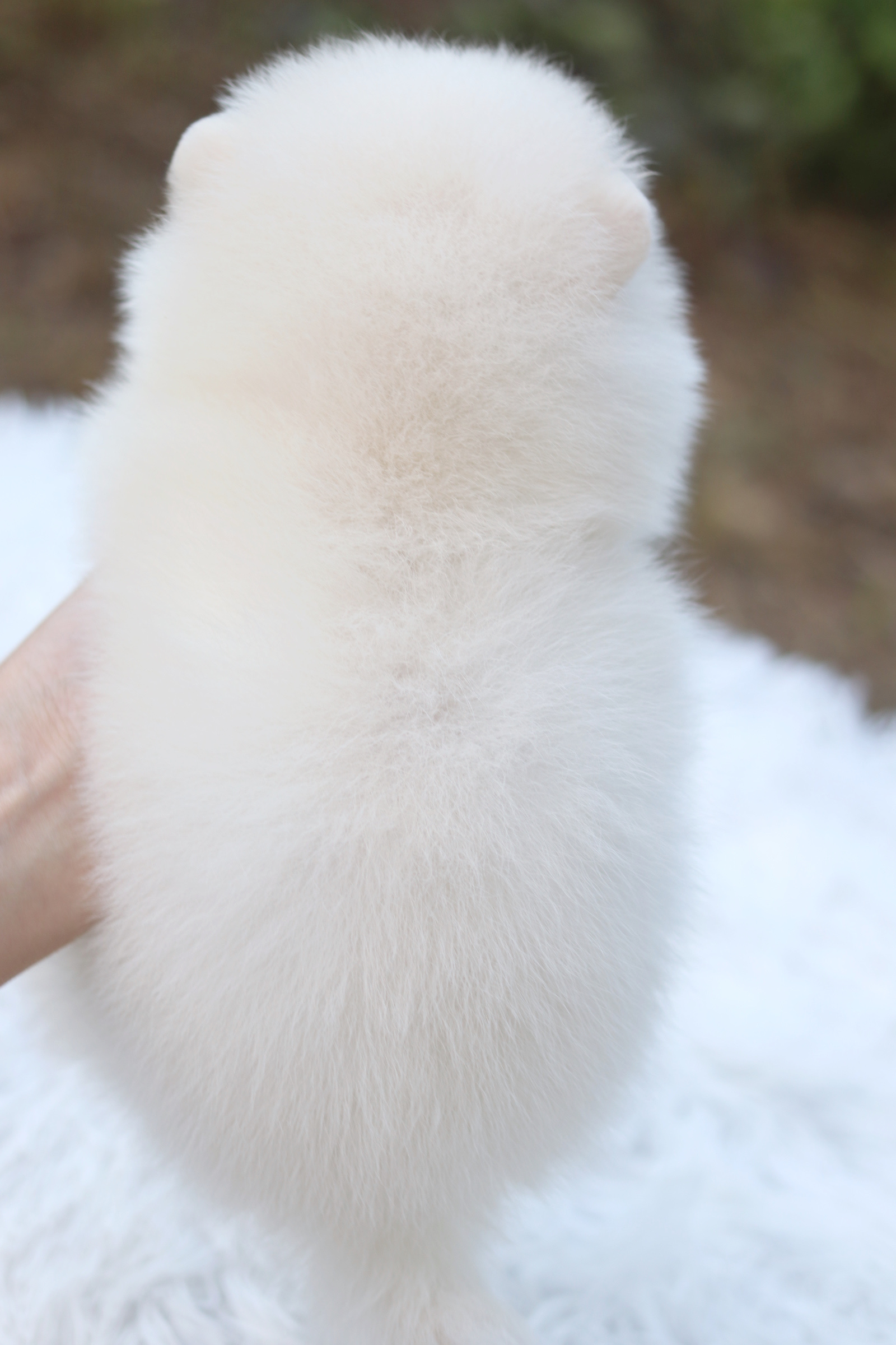 ปอมเมอเรเนียน เพศเมียสีขาวครีม