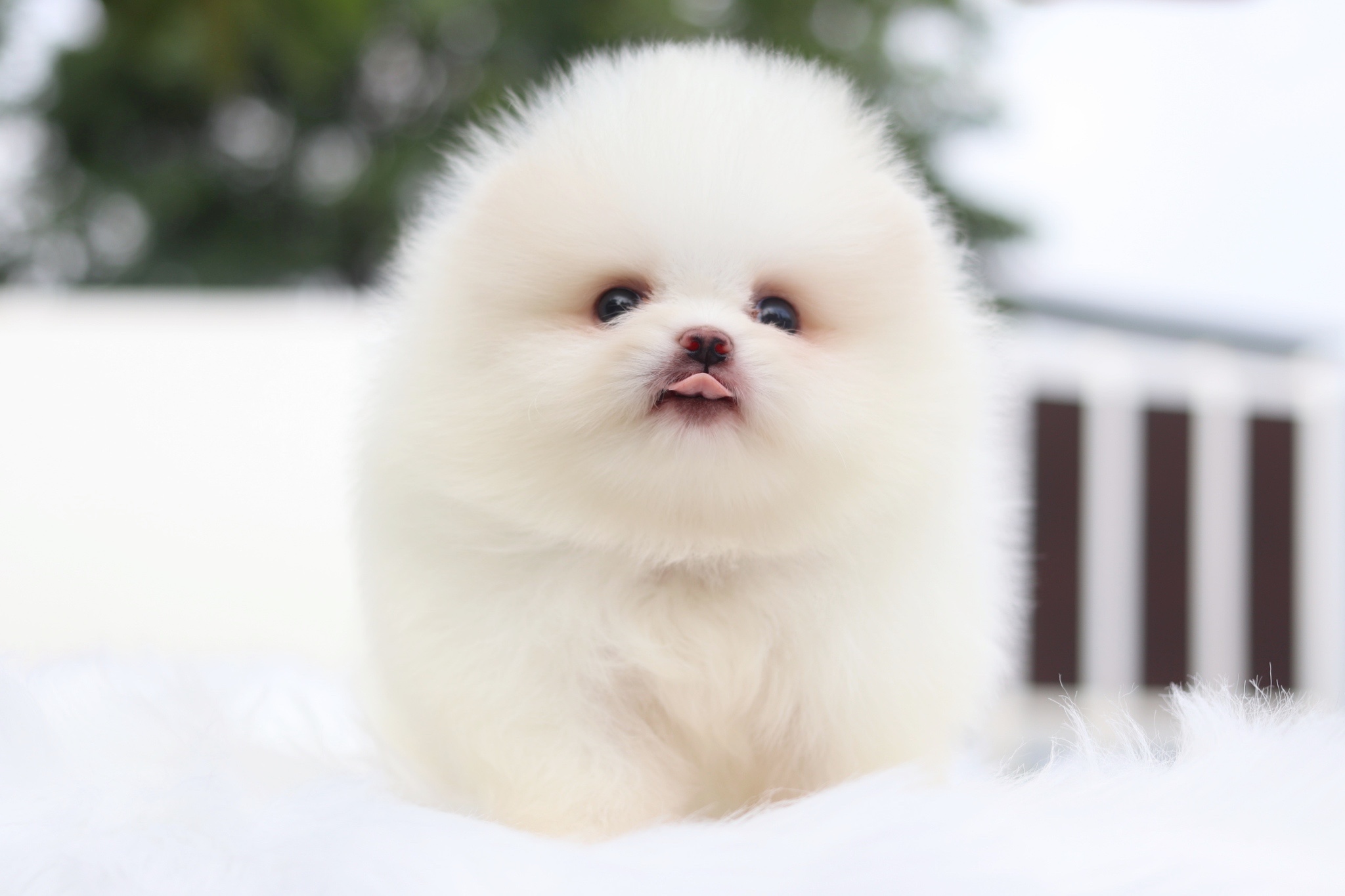 ปอมเมอเรเนียน เพศผู้สีขาวครีมเกรดโชว์ พร้อมใบเพ็ดเต็มใบ