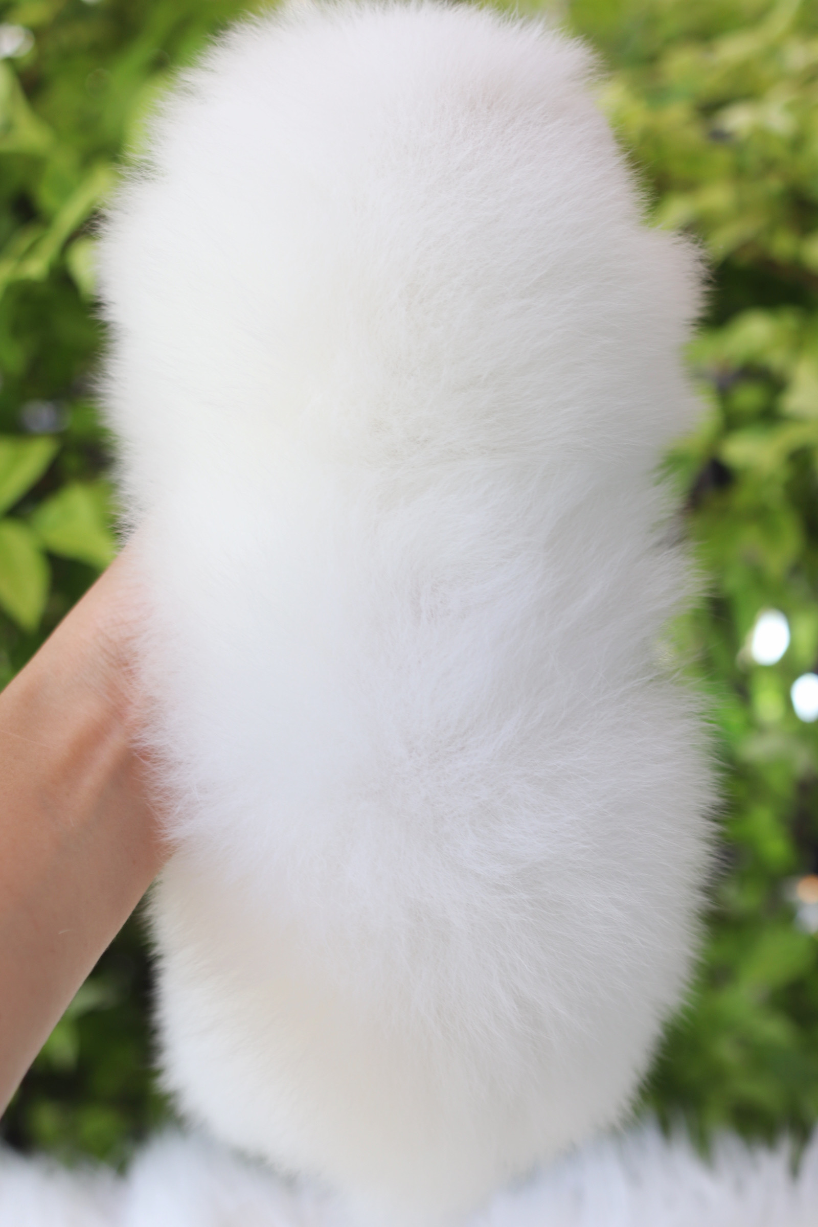 ปอมเมอเรเนียน เพศเมียสีขาวเกรดโชว์