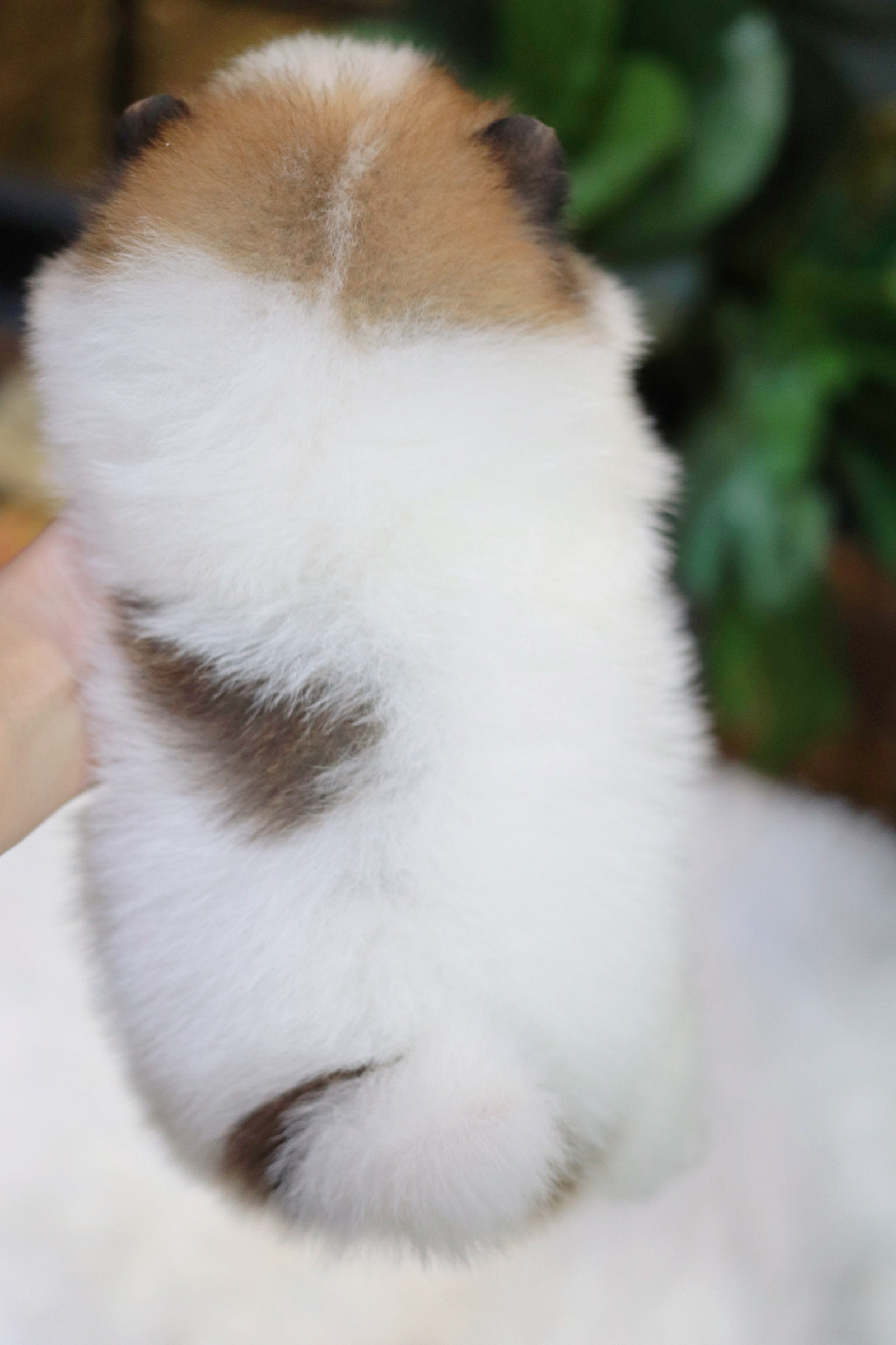 ปอมเมอเรเนียน เพศเมียสีแฟนซี