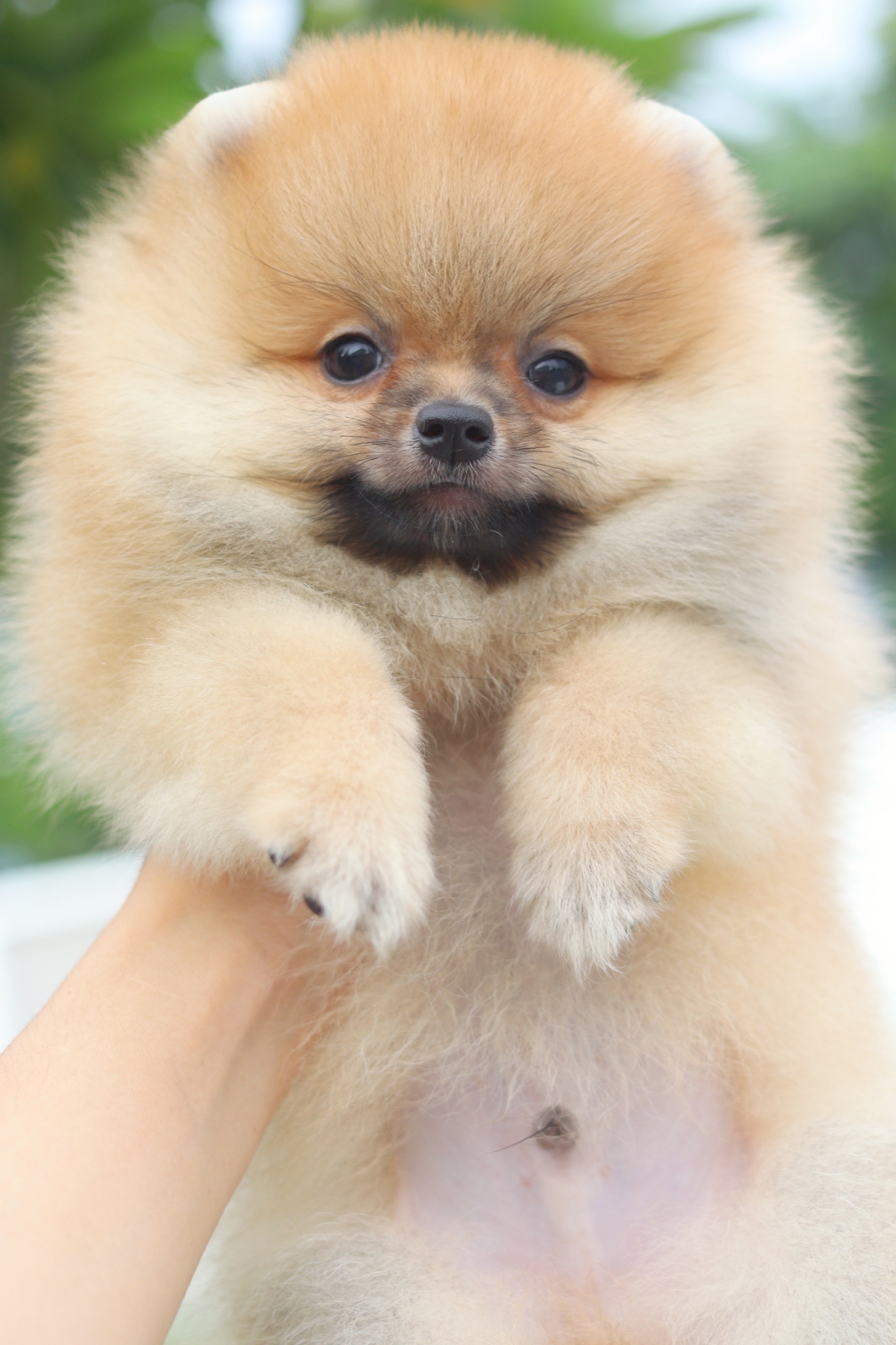 ปอมเมอเรเนียน เพศผู้สีส้ม