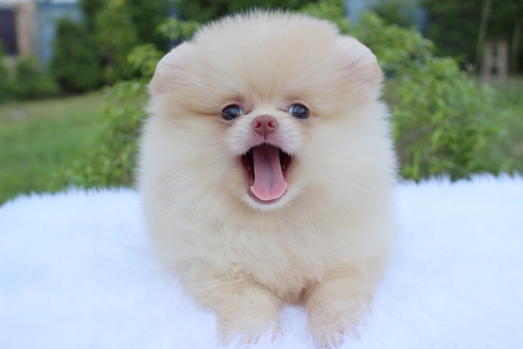 ปอมเมอเรเนียน เพศเมียครีม