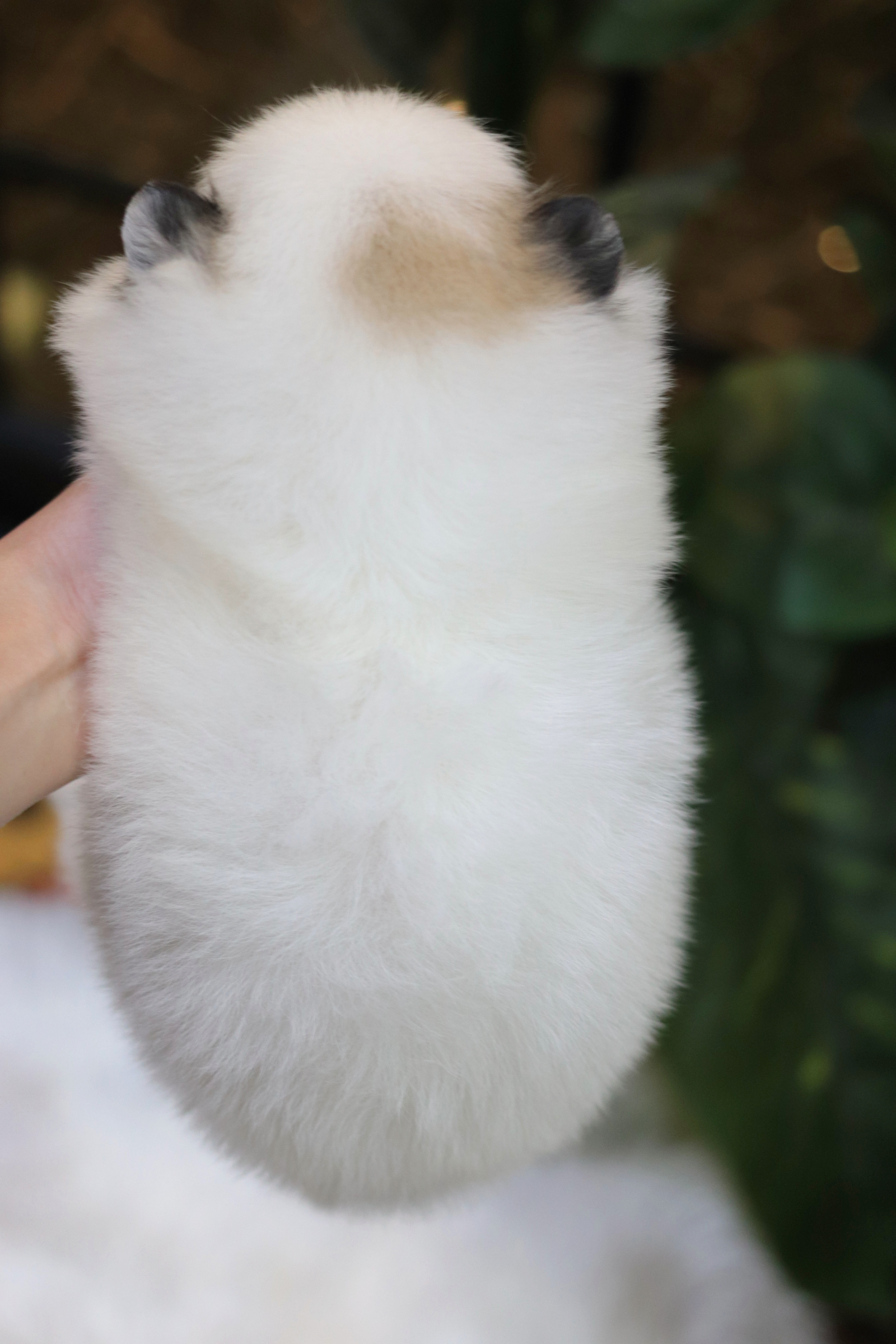 ปอมเมอเรเนียน เพศเมีย แฟนซี