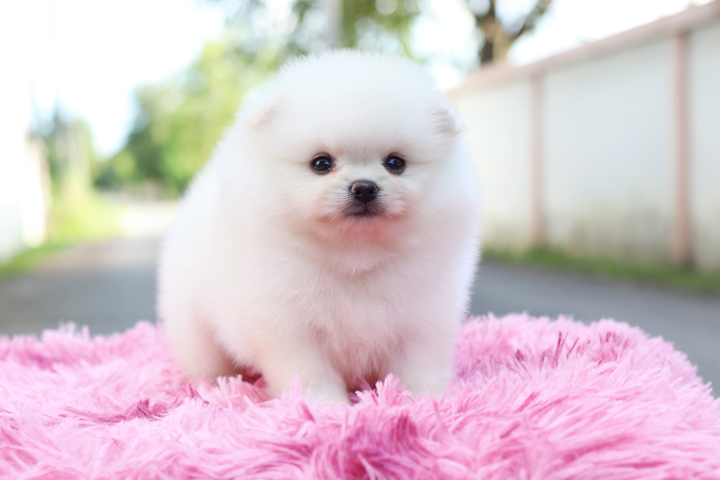 ปอมเมอเรเนียน เพศผู้ ขาวครีม