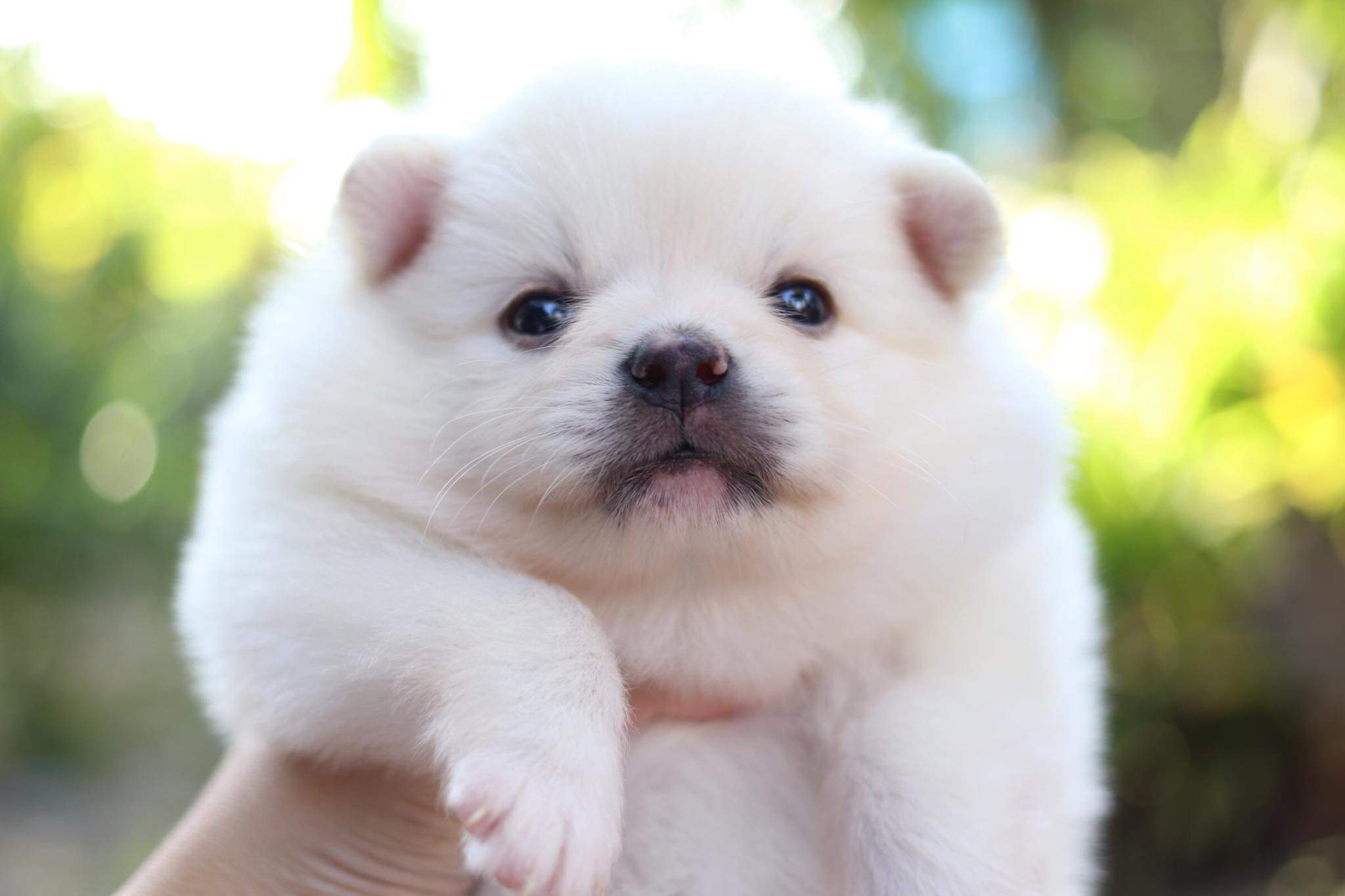 ปอมเมอเรเนียน เพศเมีย