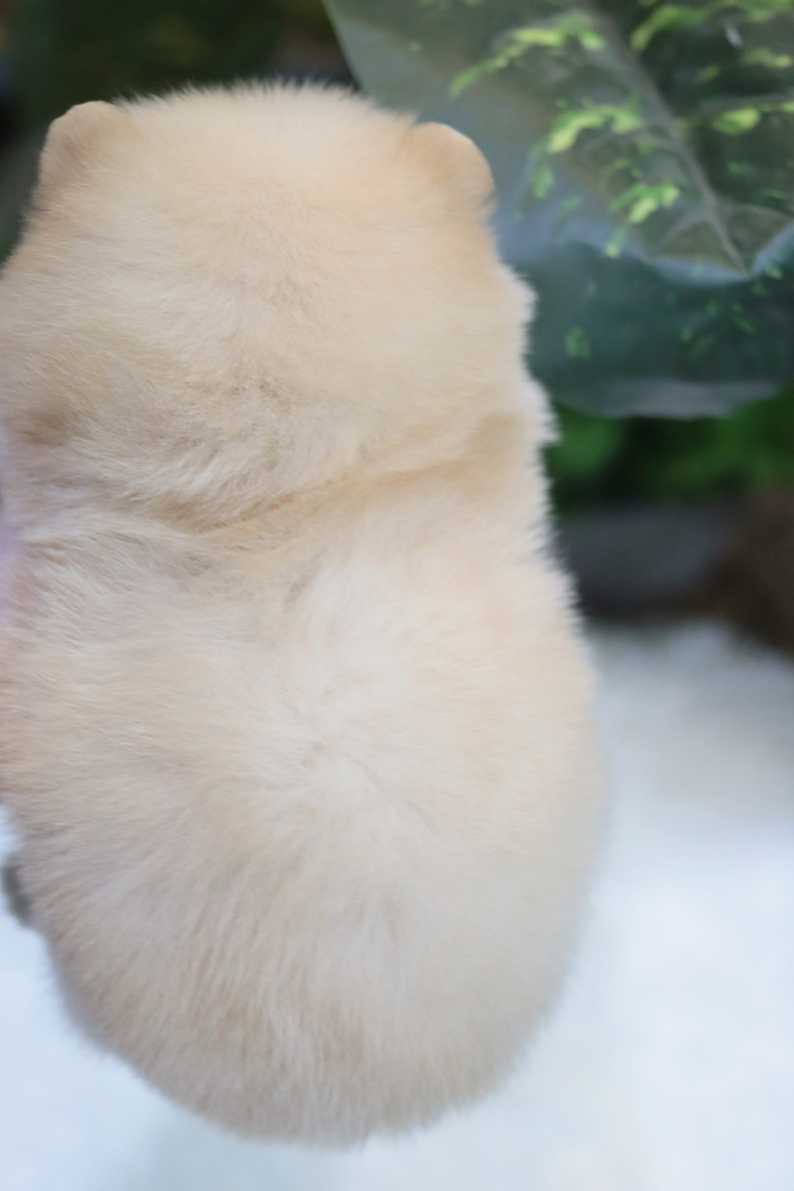 ปอมเมอเรเนียน เพศผู้ ครีม