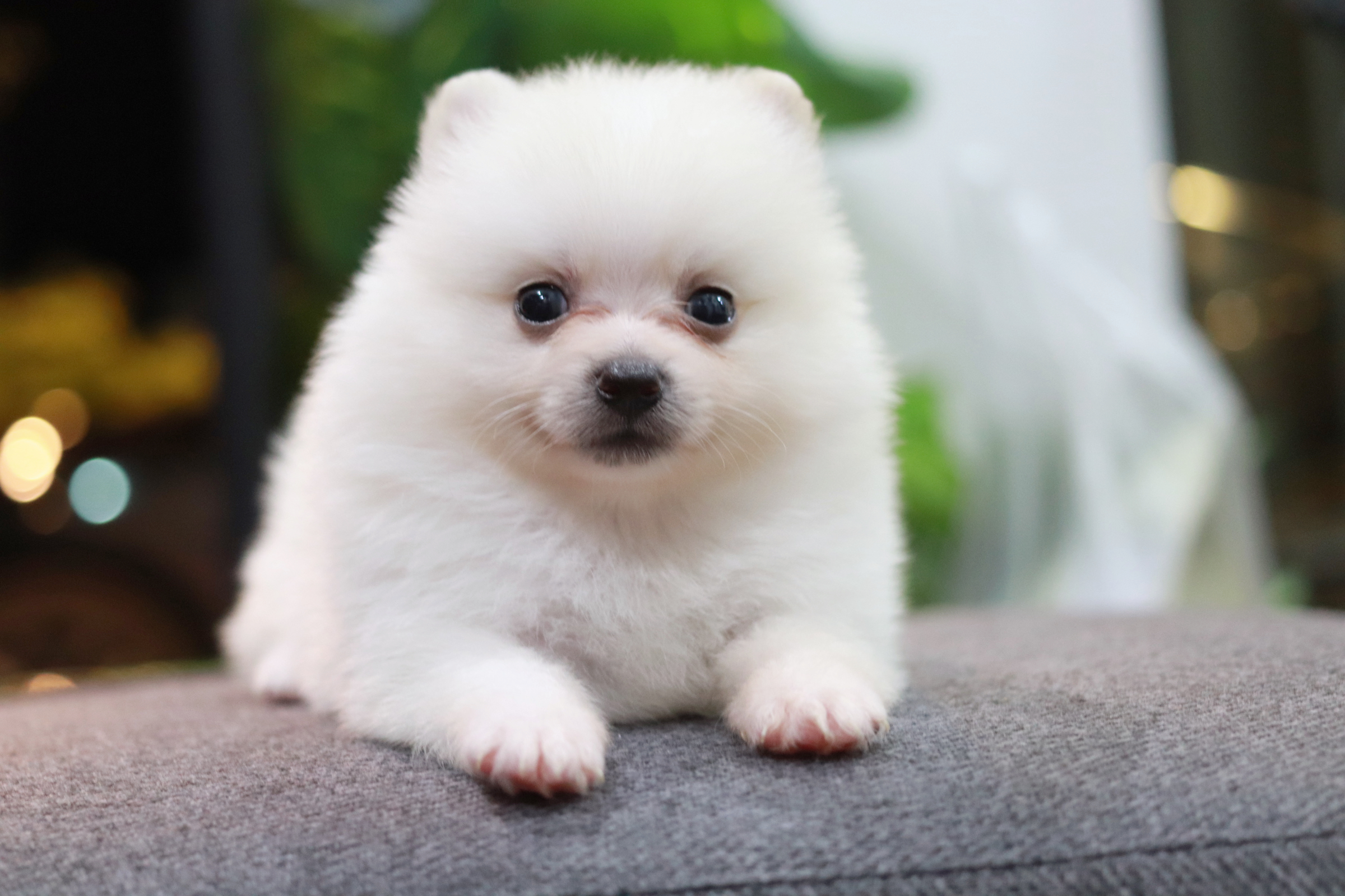 ปอมเมอเรเนียน เพศเมียขาว