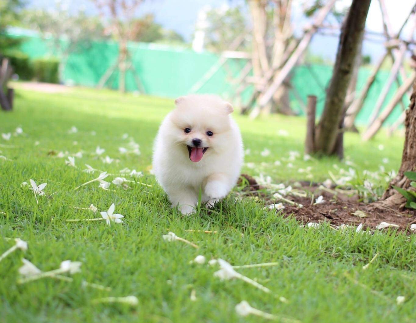 ปอมเมอเรเนียน เพศผู้