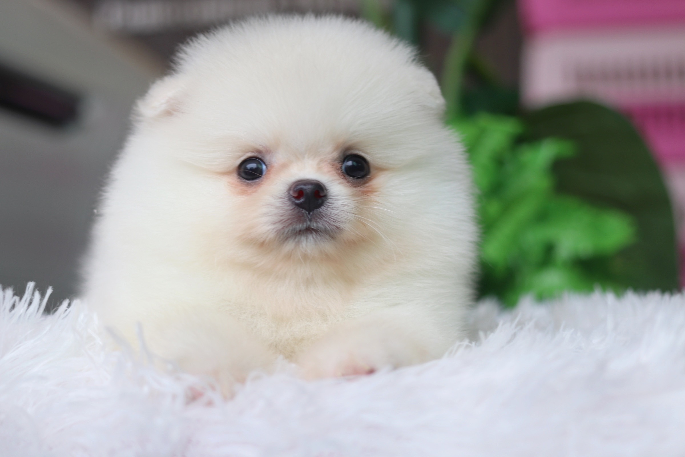 ปอมเมอเรเนียน เพศผู้ สีขาวครีม