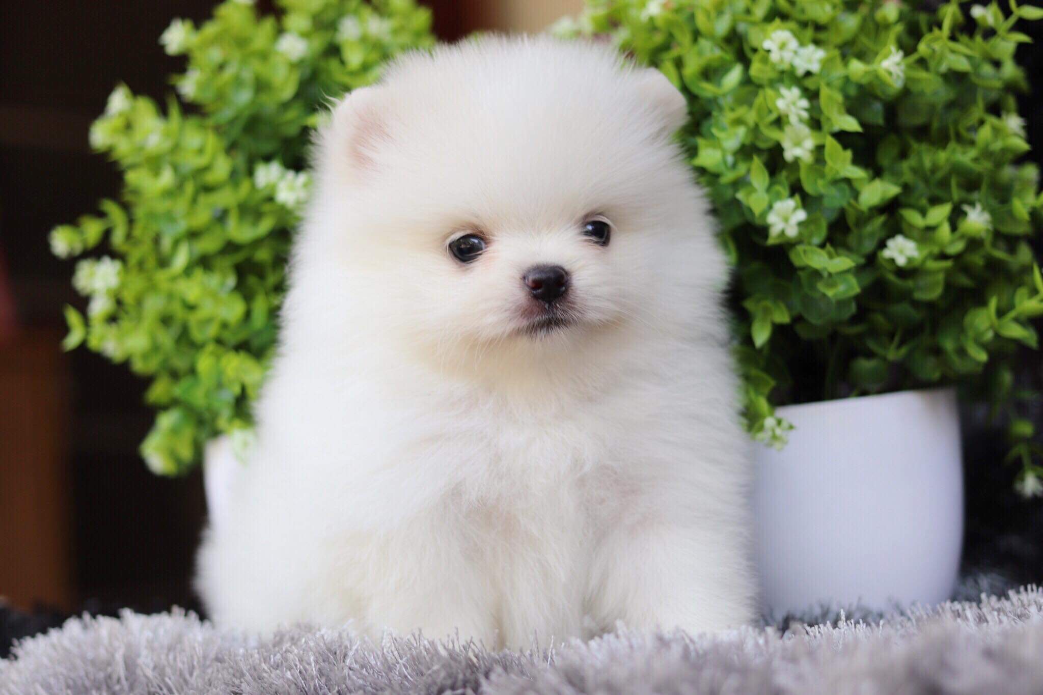 ปอมเมอเรเนียน เพศผู้