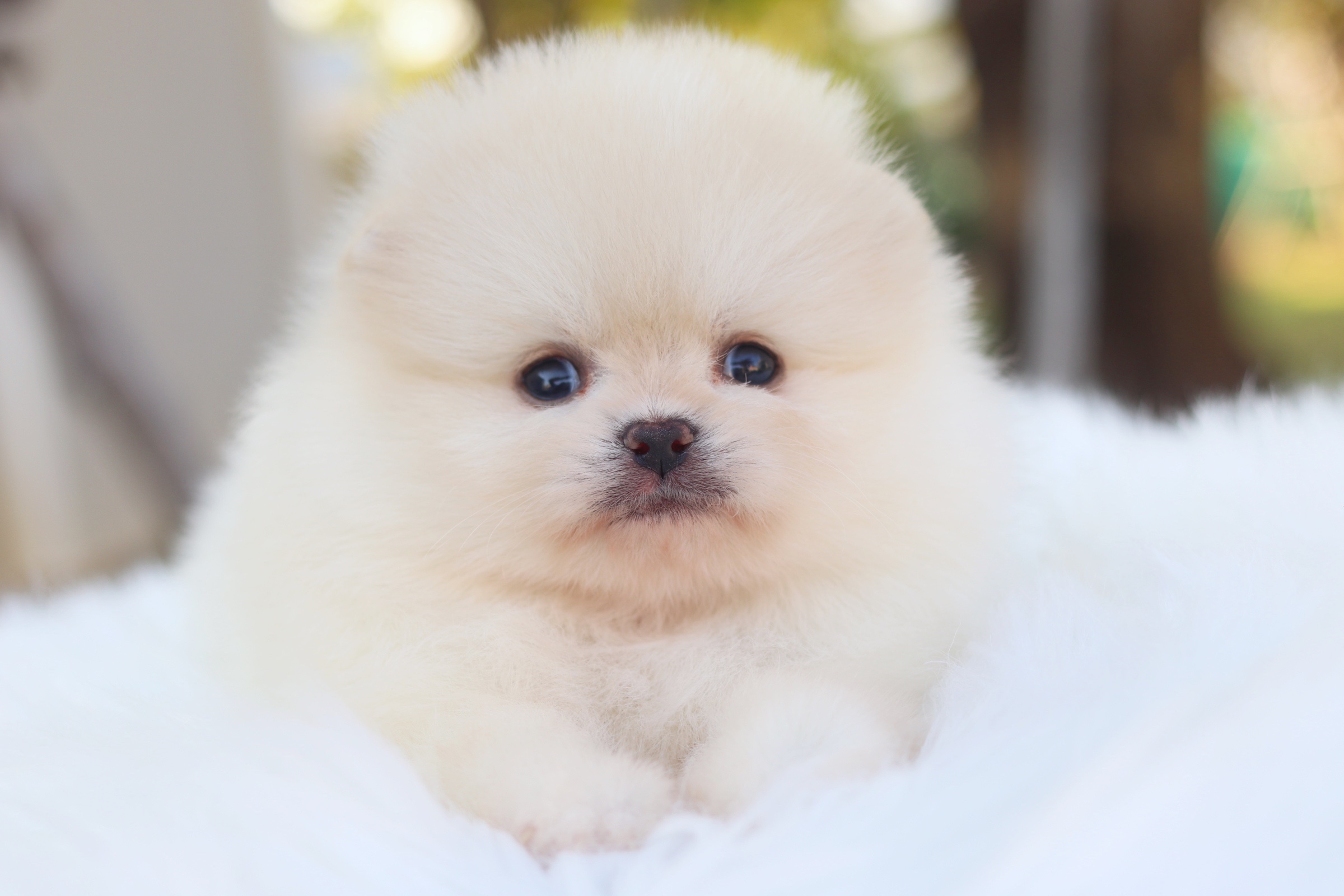 ปอมเมอเรเนียน เพศผู้ครีม