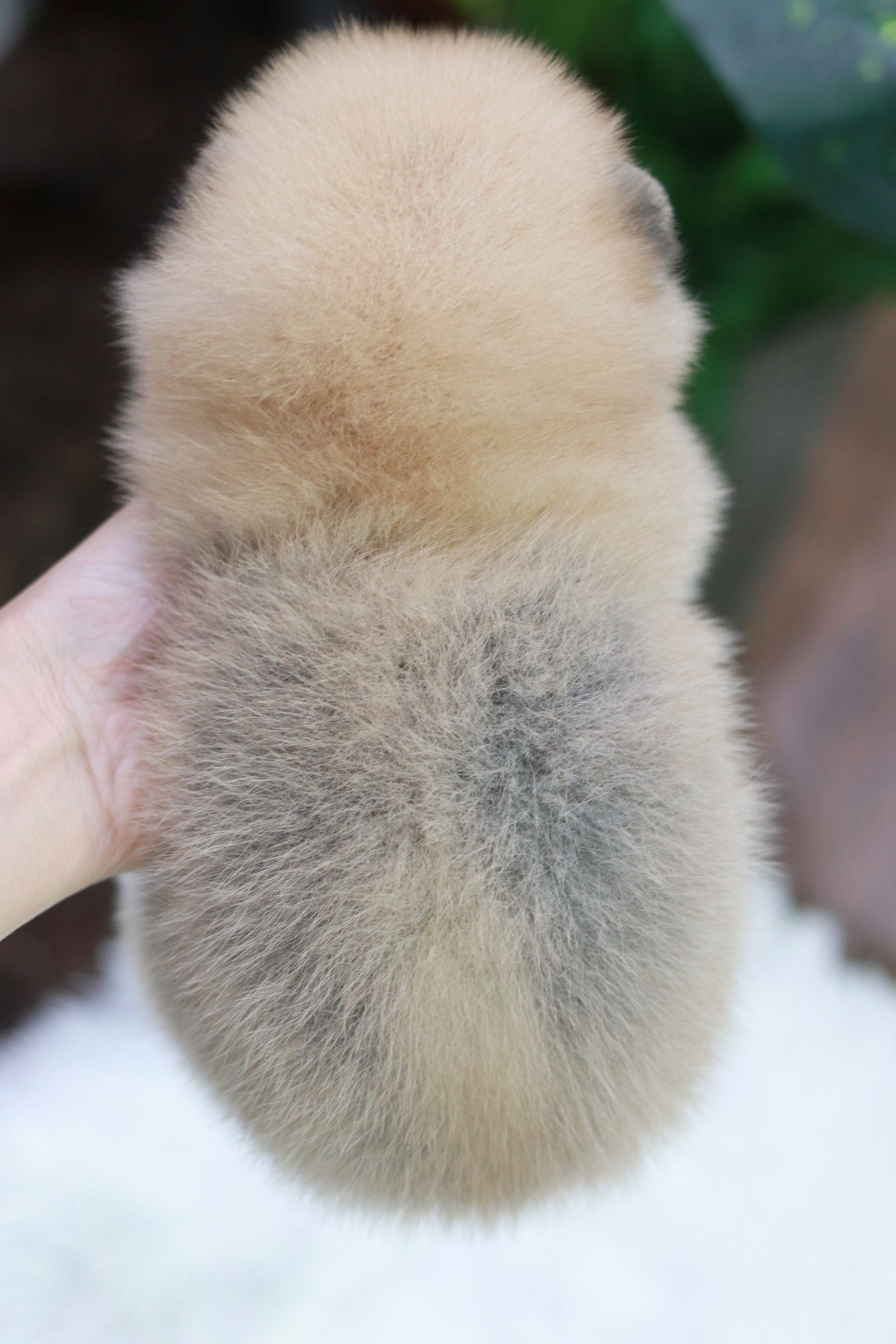 ปอมเมอเรเนียน เพศผู้ สีส้ม