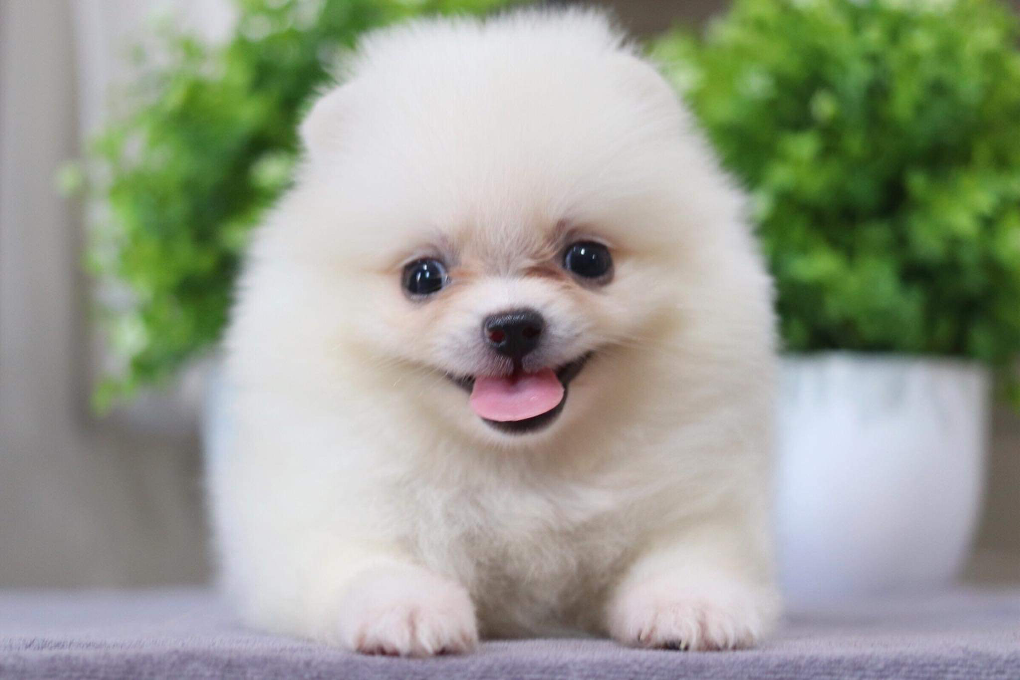 ปอมเมอเรเนียน เพศเมีย