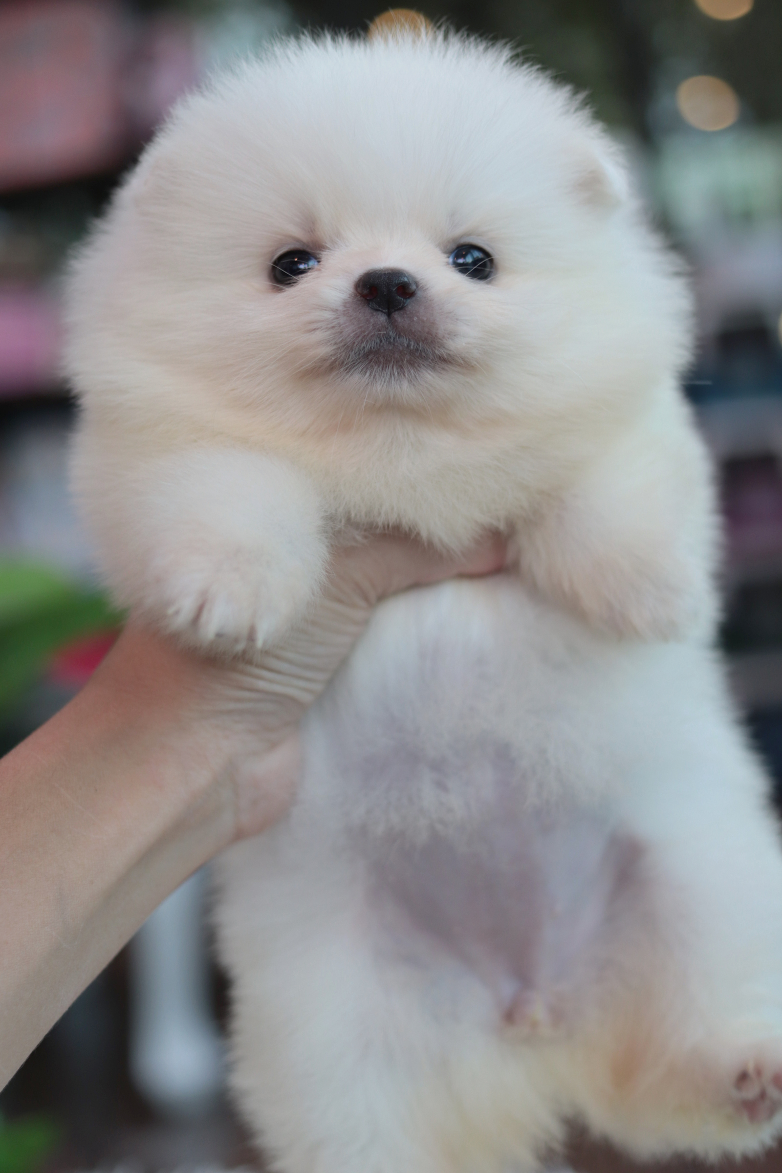 ปอมเมอเรเนียน เพศเมียสีขาว