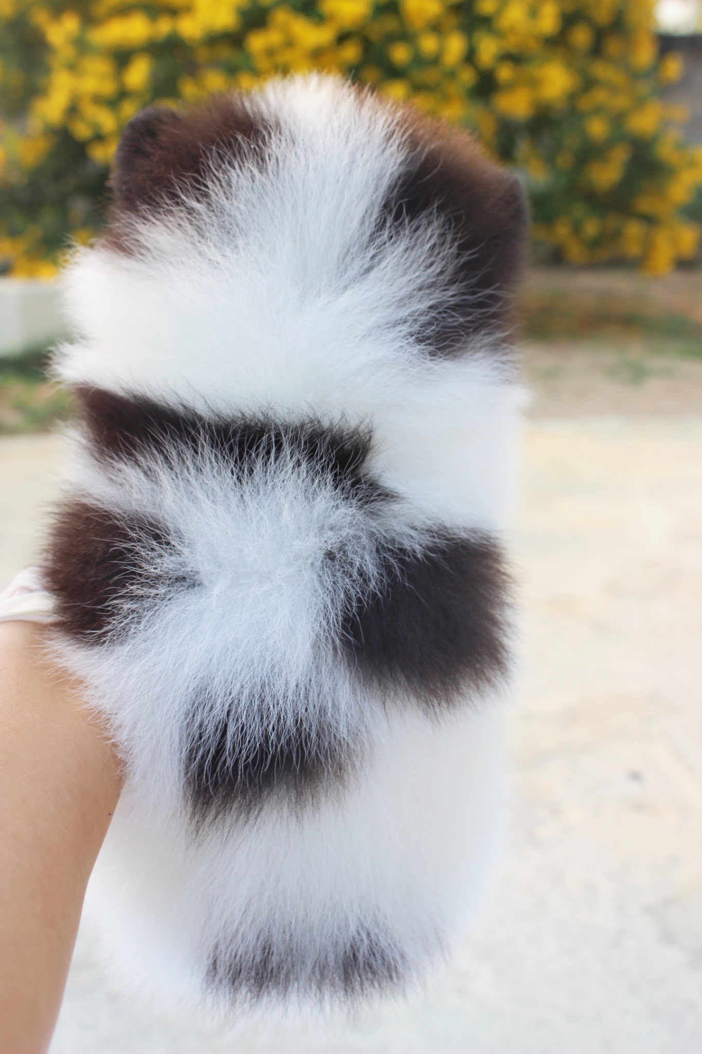 ปอมเมอเรเนียน เพศผู้ แฟนซี