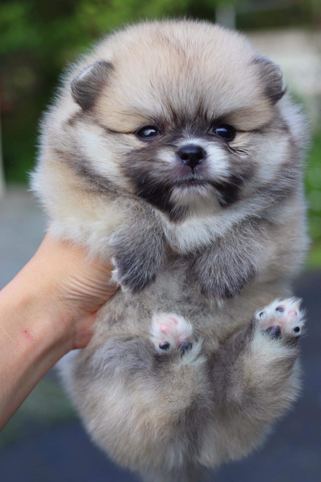 ปอมเมอเรเนียน เพศผู้