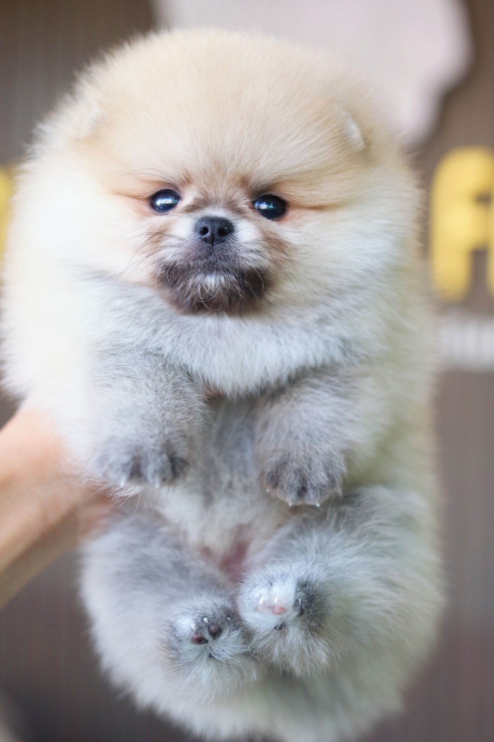 ปอมเมอเรเนียน เพศเมียสีส้มเกรดโชว์