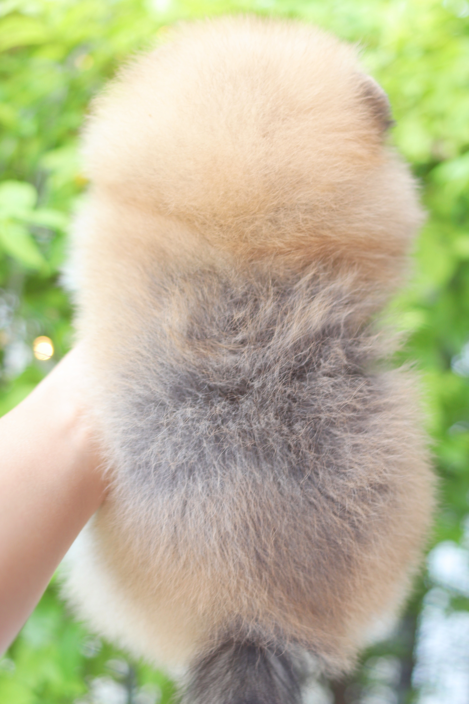 ปอมเมอเรเนียน เพศเมียสีส้ม