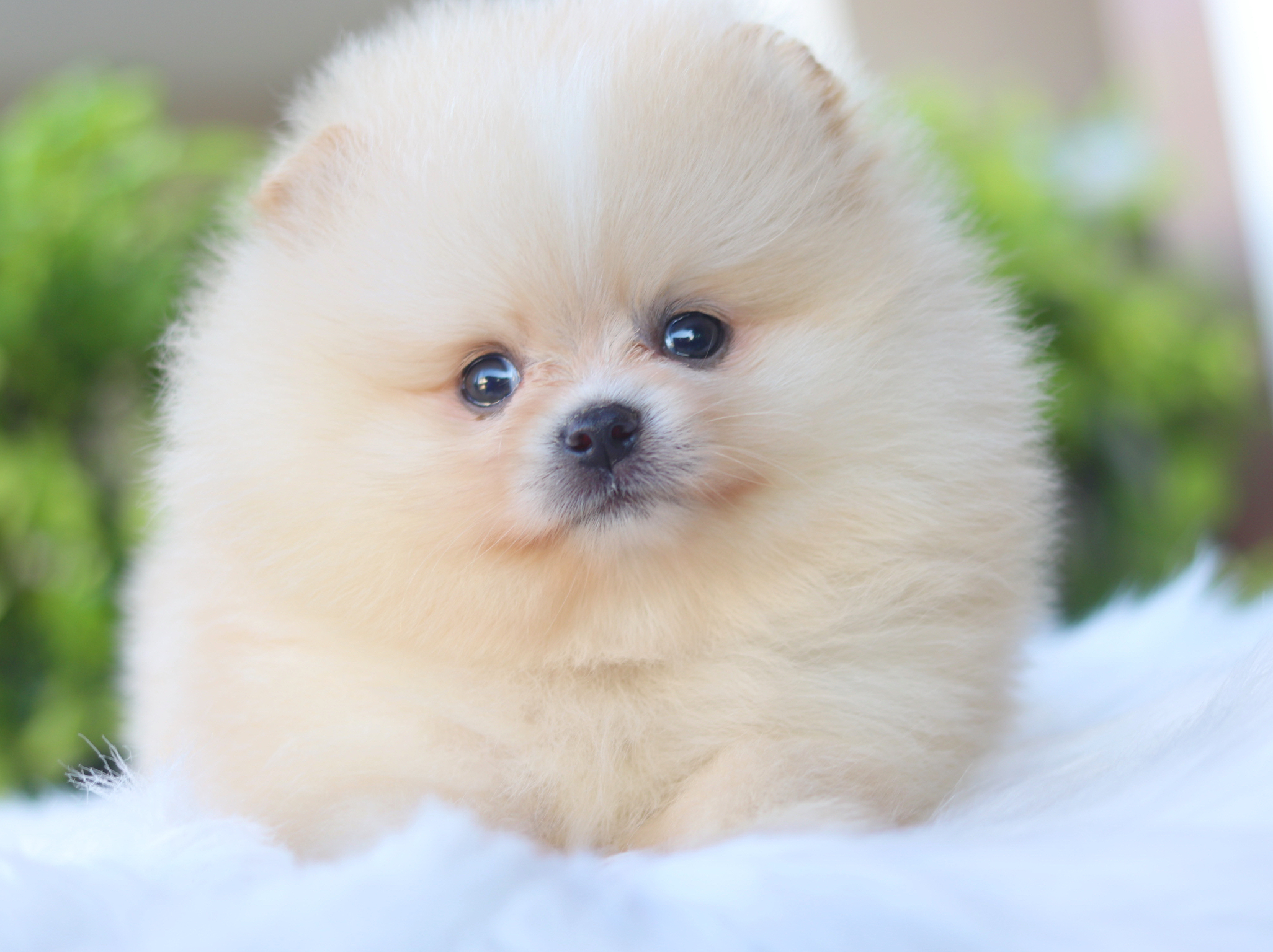 ปอมเมอเรเนียน เพศผู้สีครีม