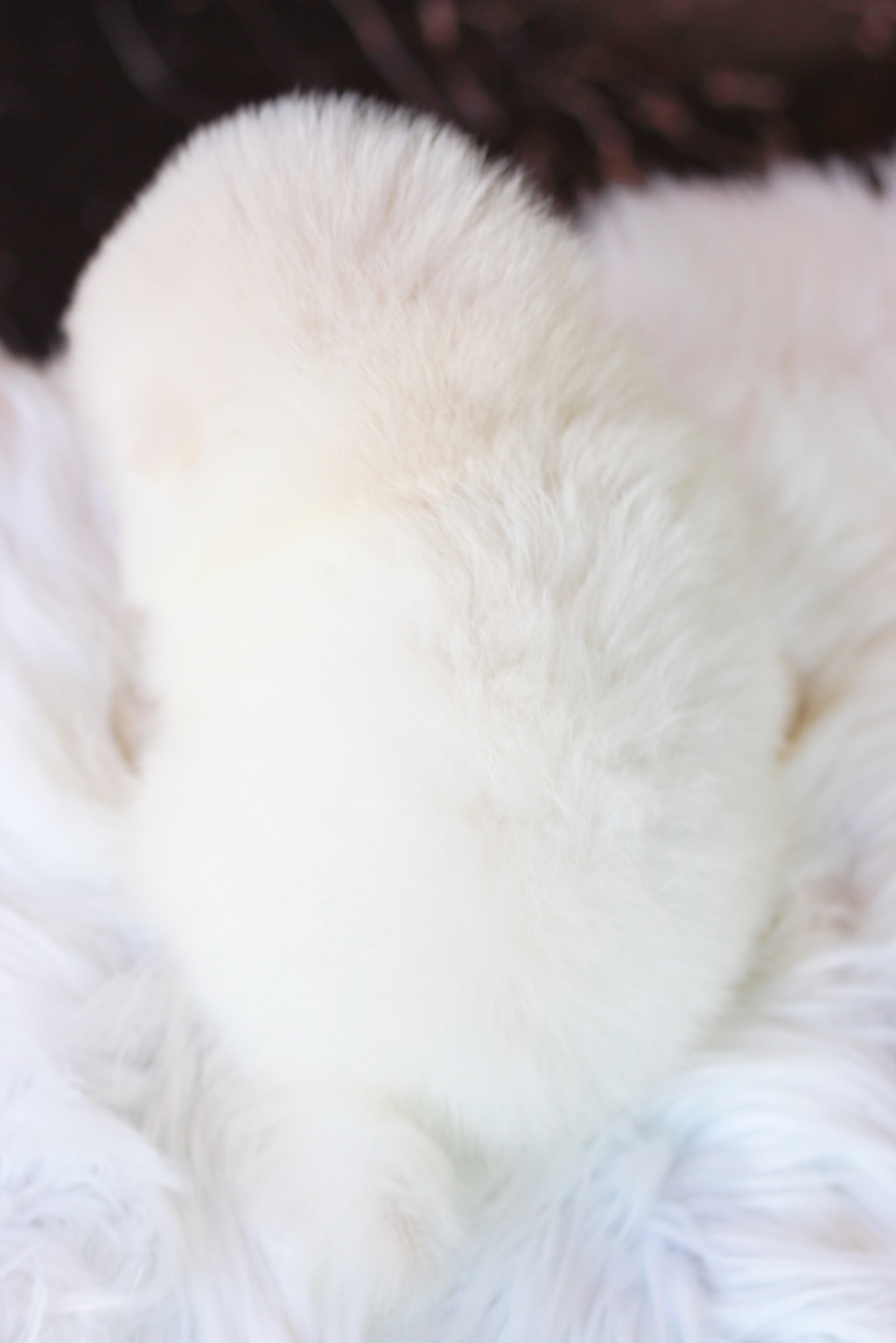 ปอมเมอเรเนียน เพศผู้ สีขาวครีมไซส์ปกติ