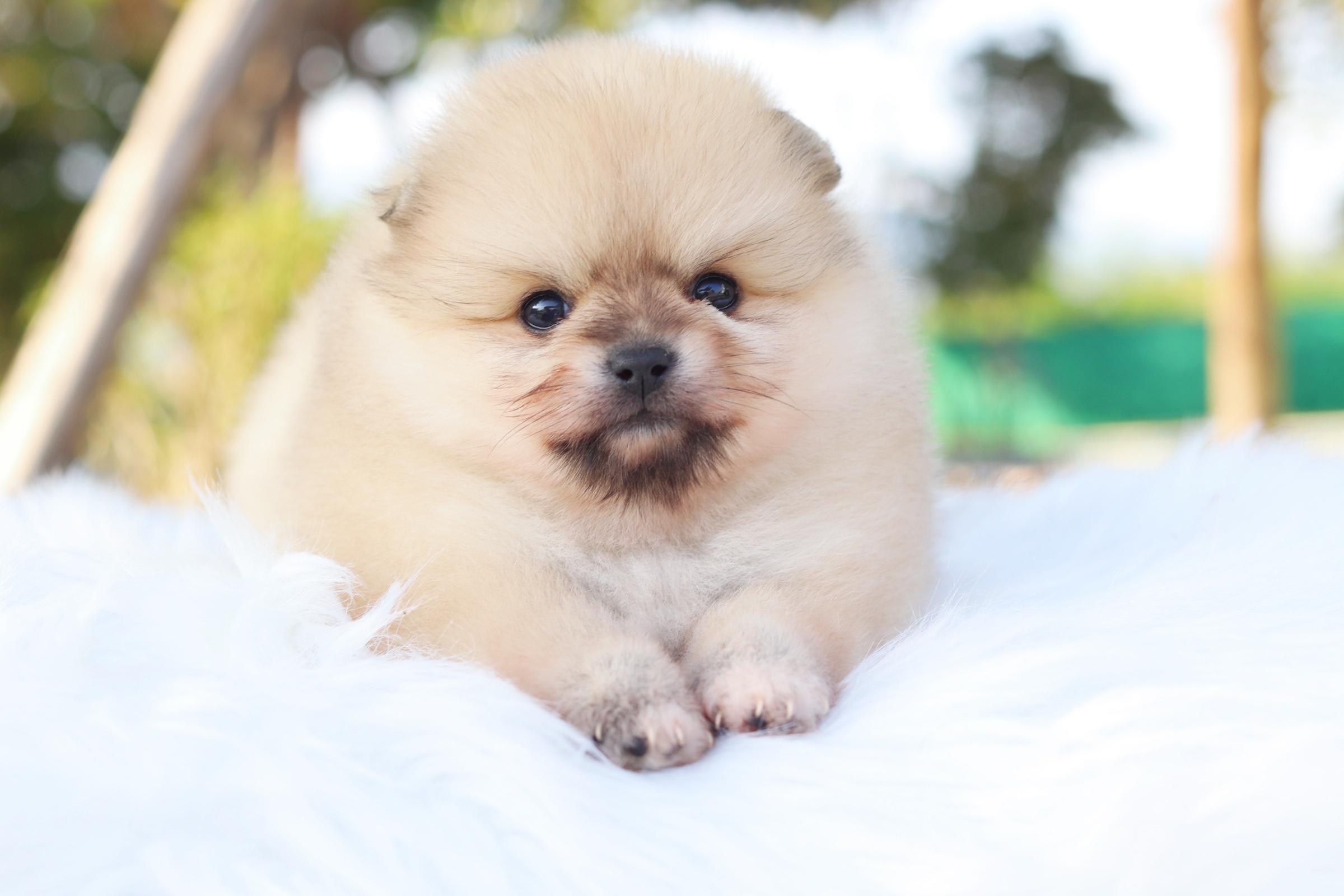 ปอมเมอเรเนียน เพศผู้สีส้ม