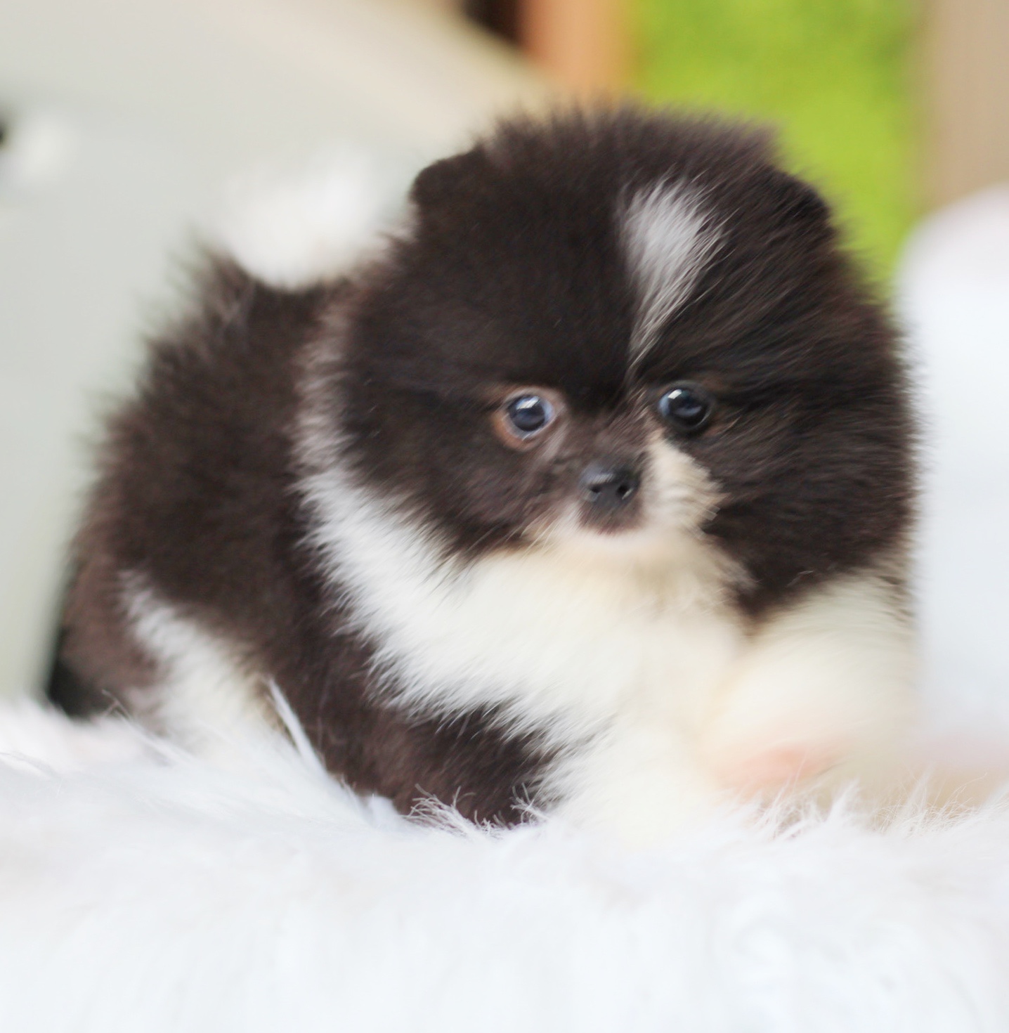 ปอมเมอเรเนียน เพศผู้สีแฟนซี