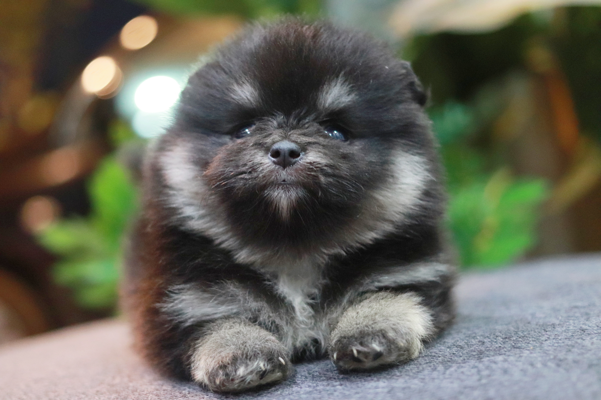 ปอมเมอเรเนียน เพศเมีย แบล็คแทน