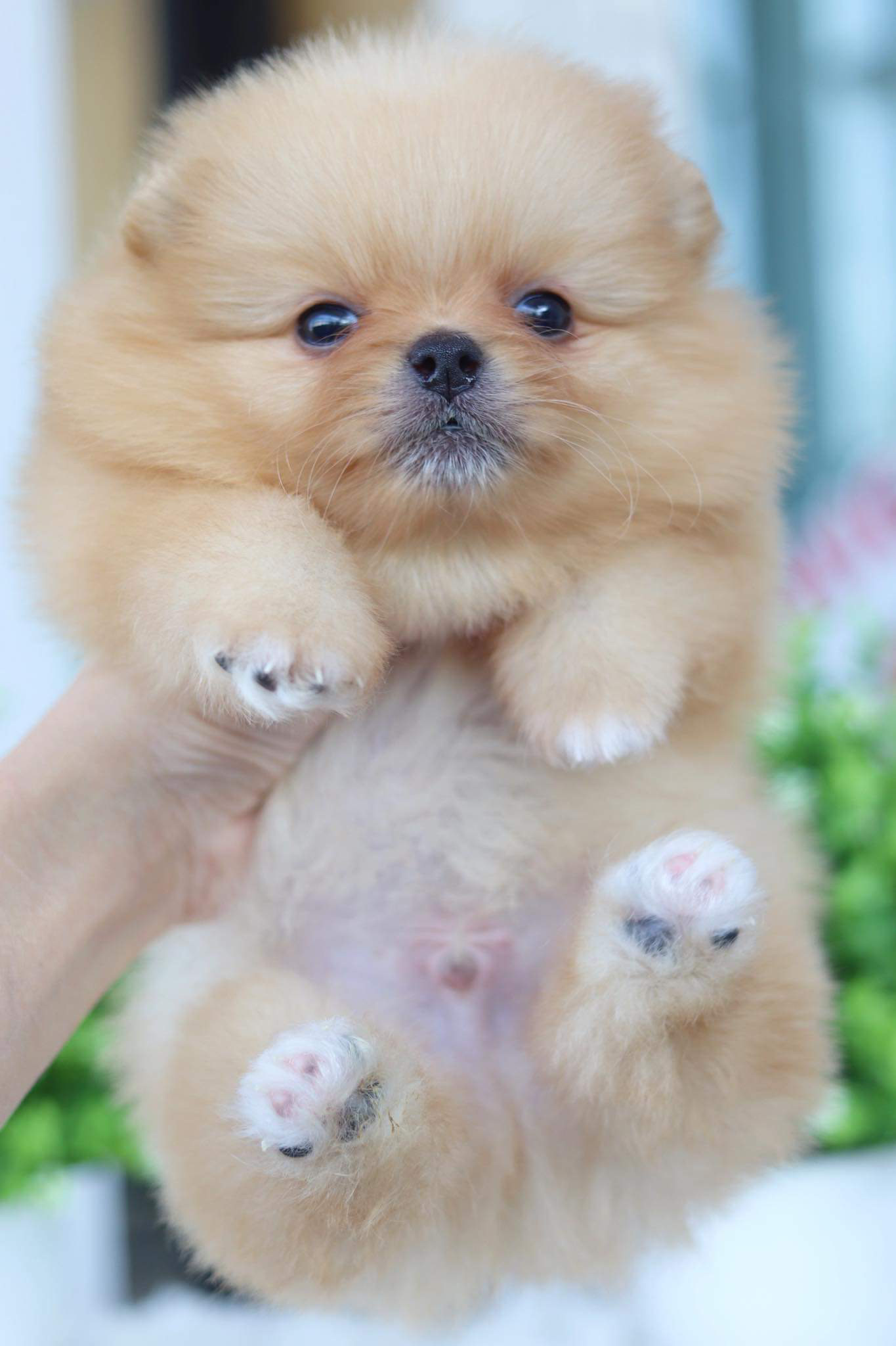 ปอมเมอเรเนียน เพศผู้