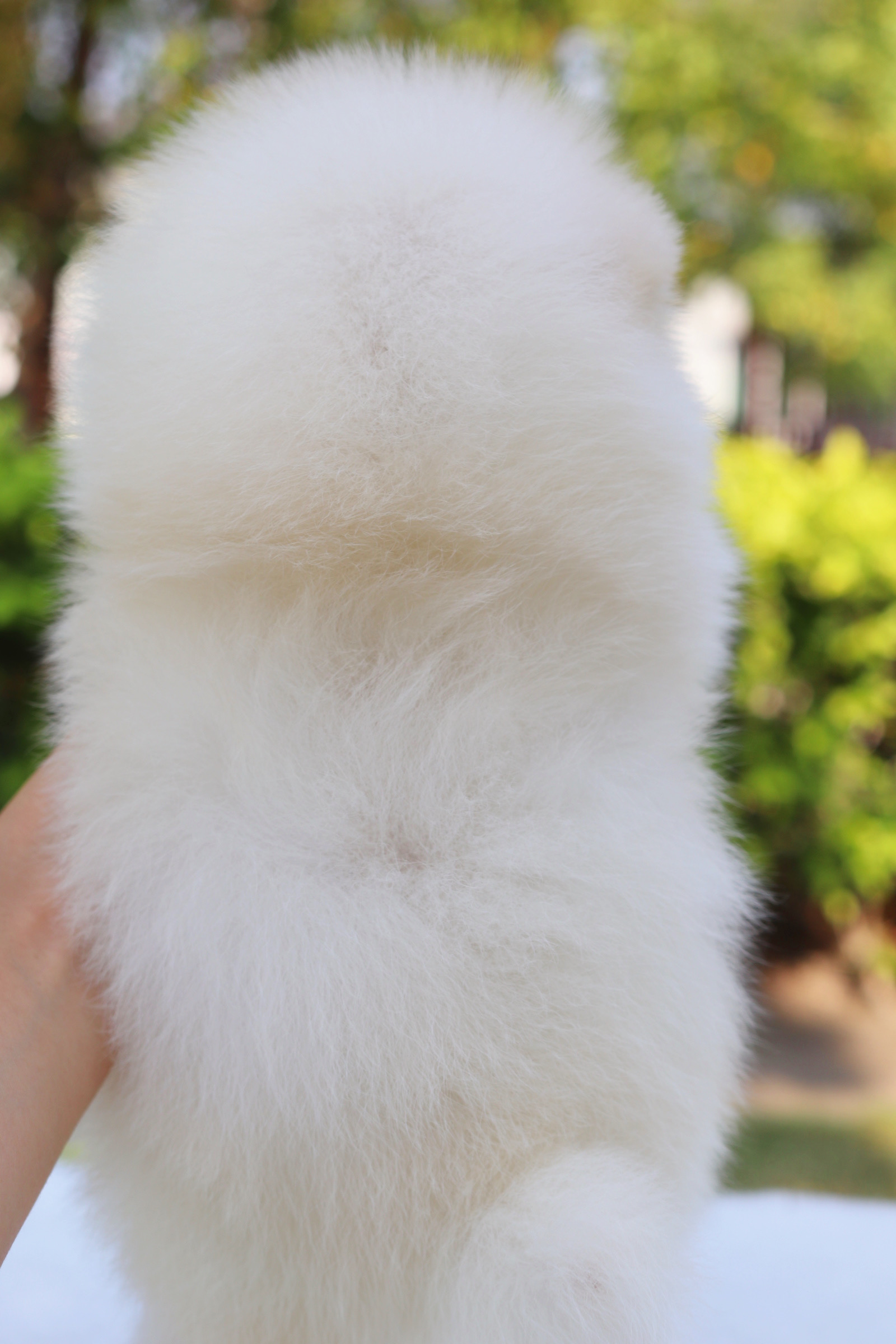 ปอมเมอเรเนียน เพศผู้ สีขาวครีม