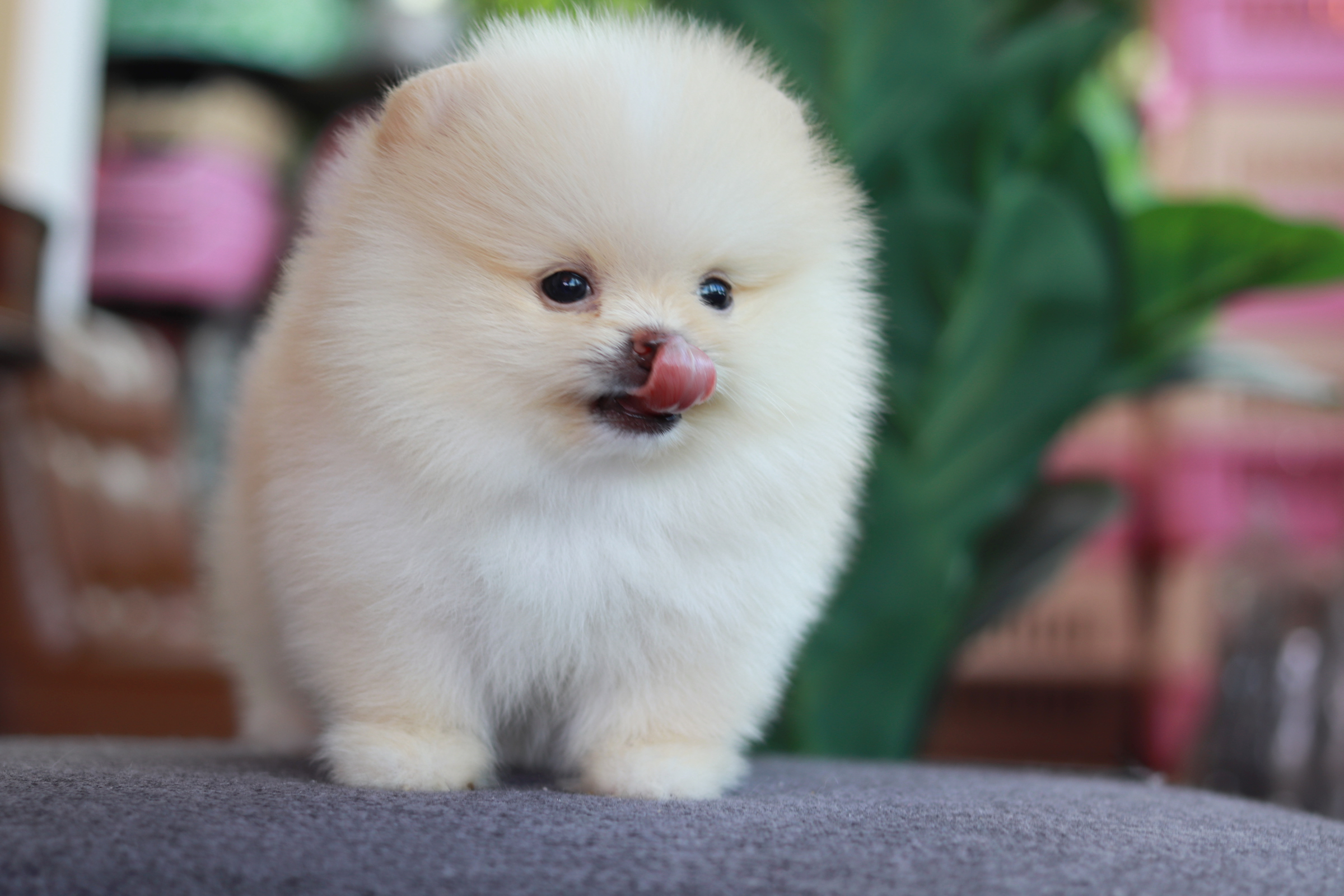 ปอมเมอเรเนียน เพศผู้ สีขาวครีม