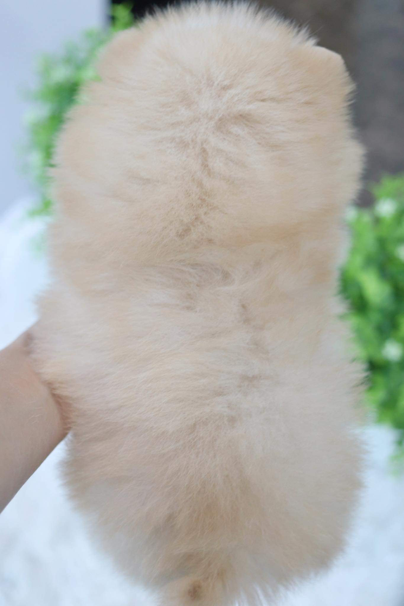 ปอมเมอเรเนียน เพศเมีย