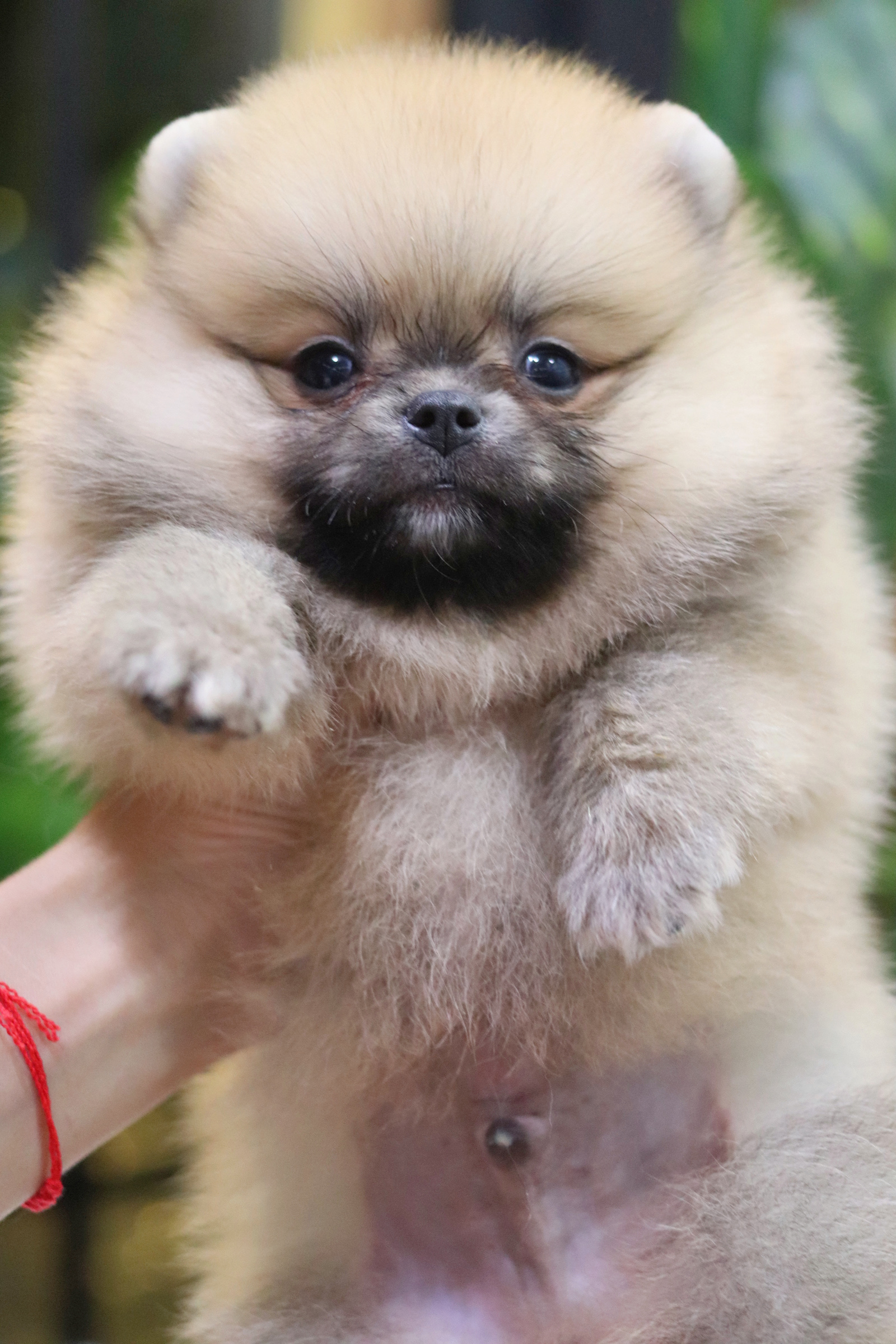 ปอมเมอเรเนียน เพศผู้ สีส้ม