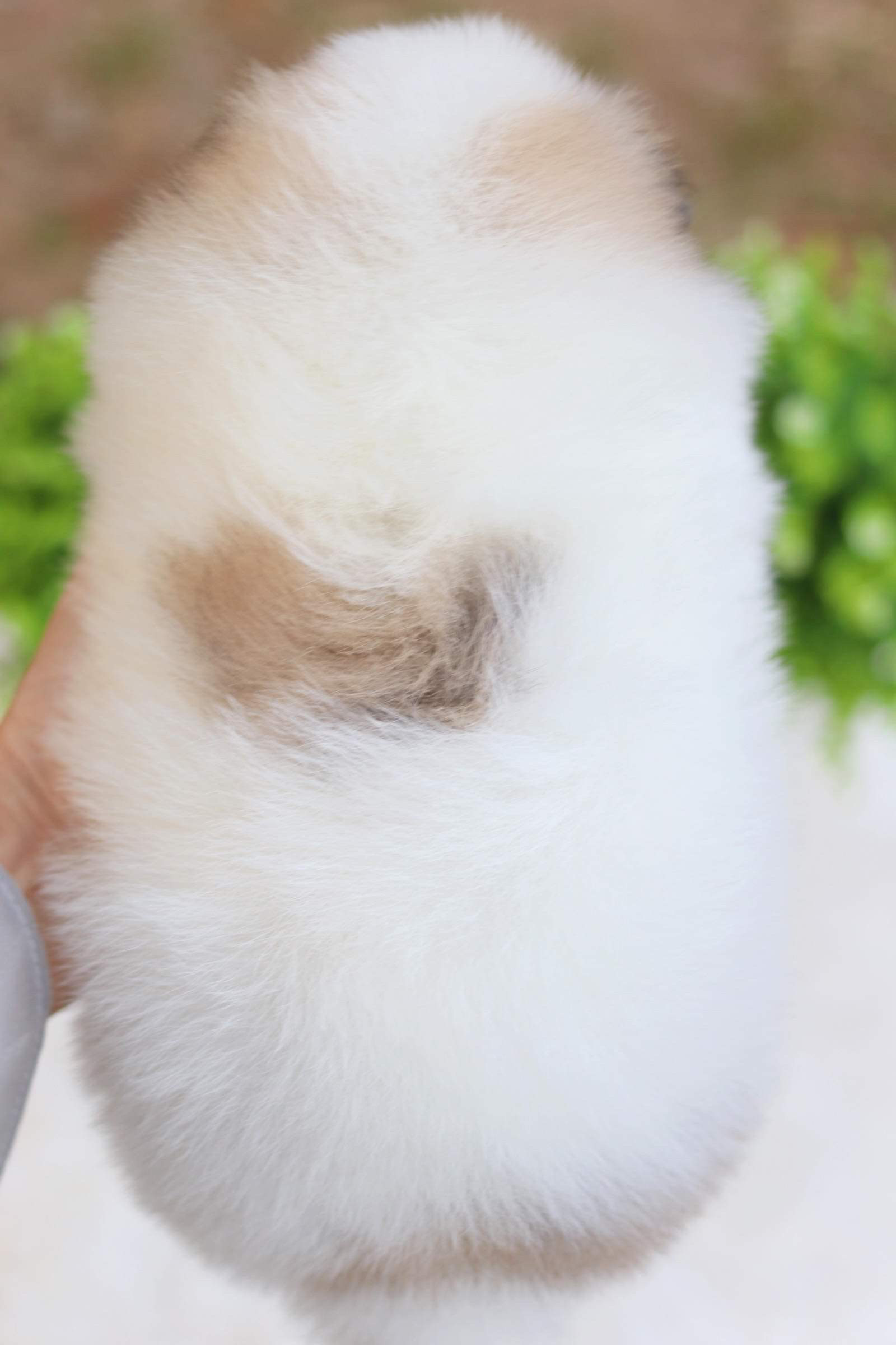 ปอมเมอเรเนียน เพศผู้