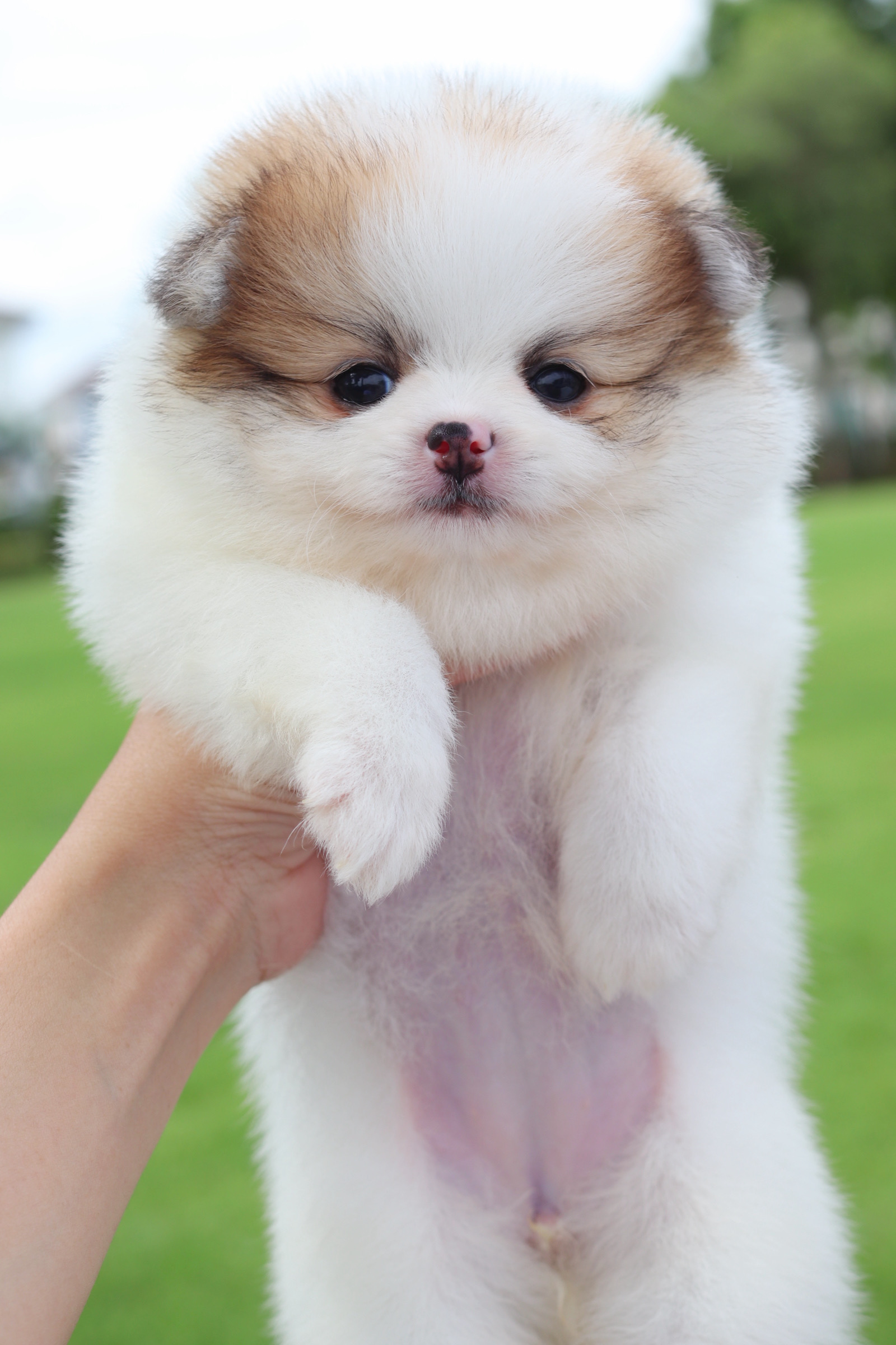 ปอมเมอเรเนียน เพศเมียสีแฟนซี