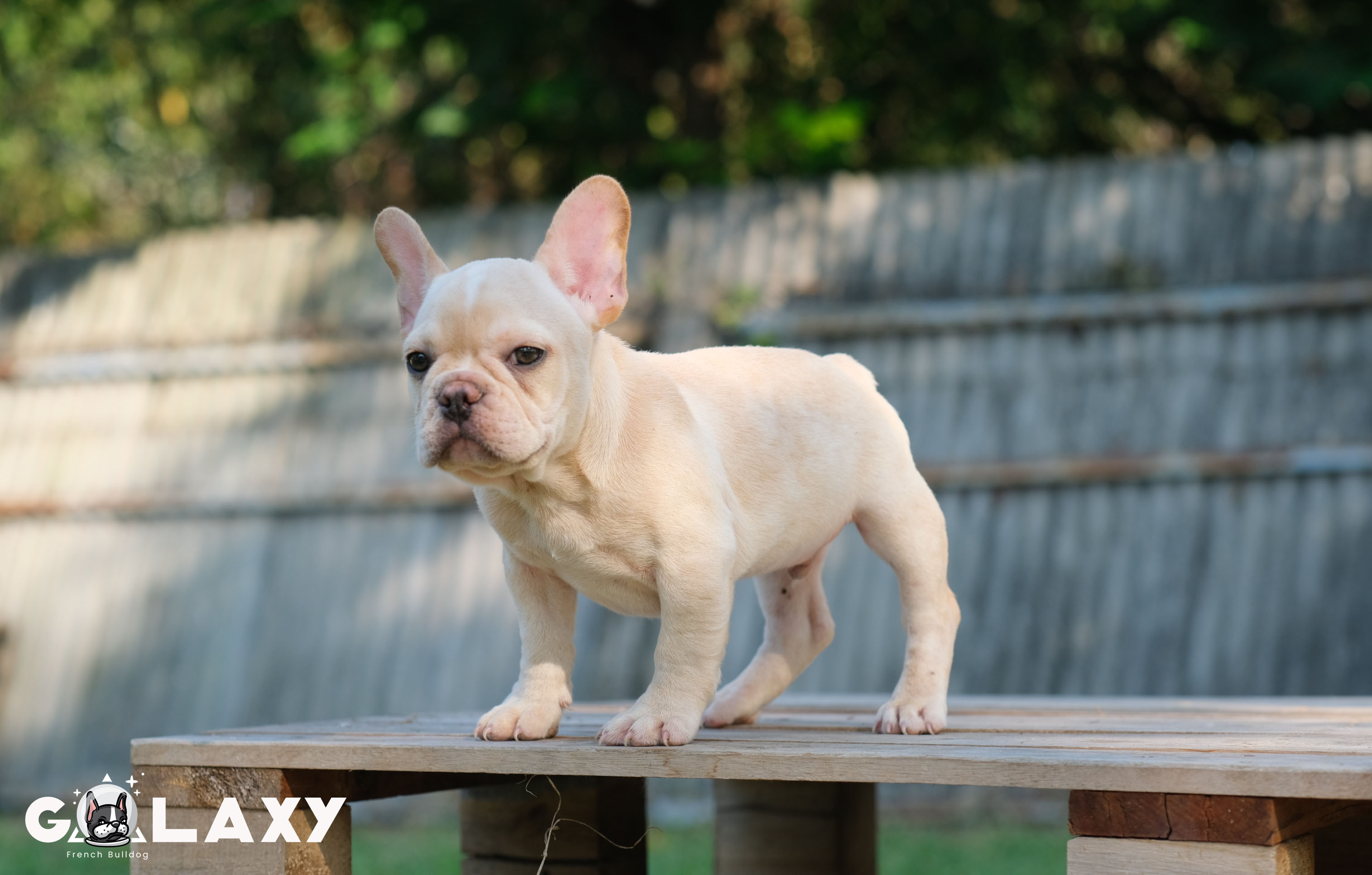 เด็กชาย เฟรนช์บูลด็อก หน้าย่นๆ สายเลือดดี พร้อมใบเพ็ดดีกรี ราคาไม่แพง