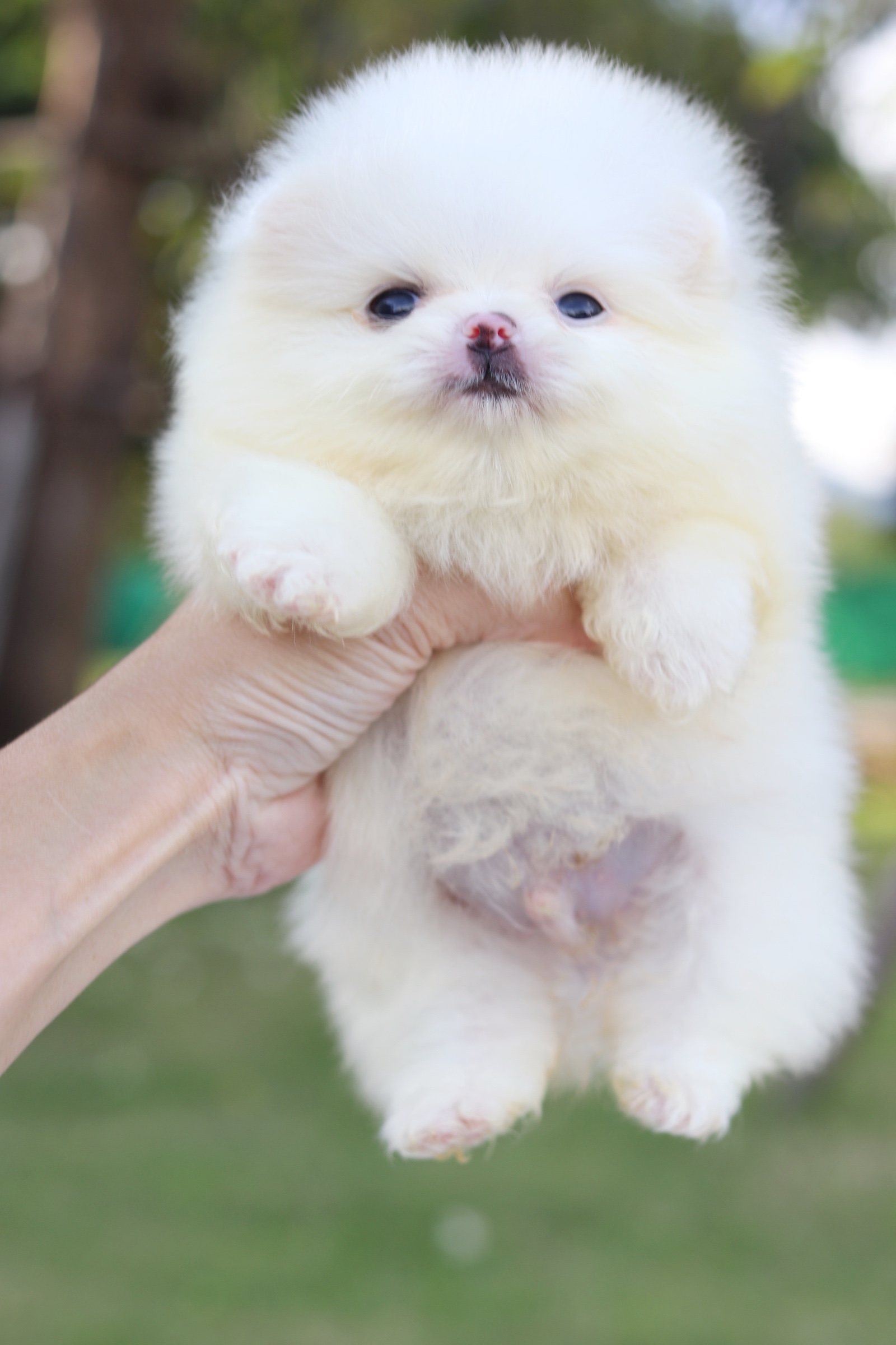 ปอมเมอเรเนียน เพศผู้ สีขาวครีม ไซส์เล็ก