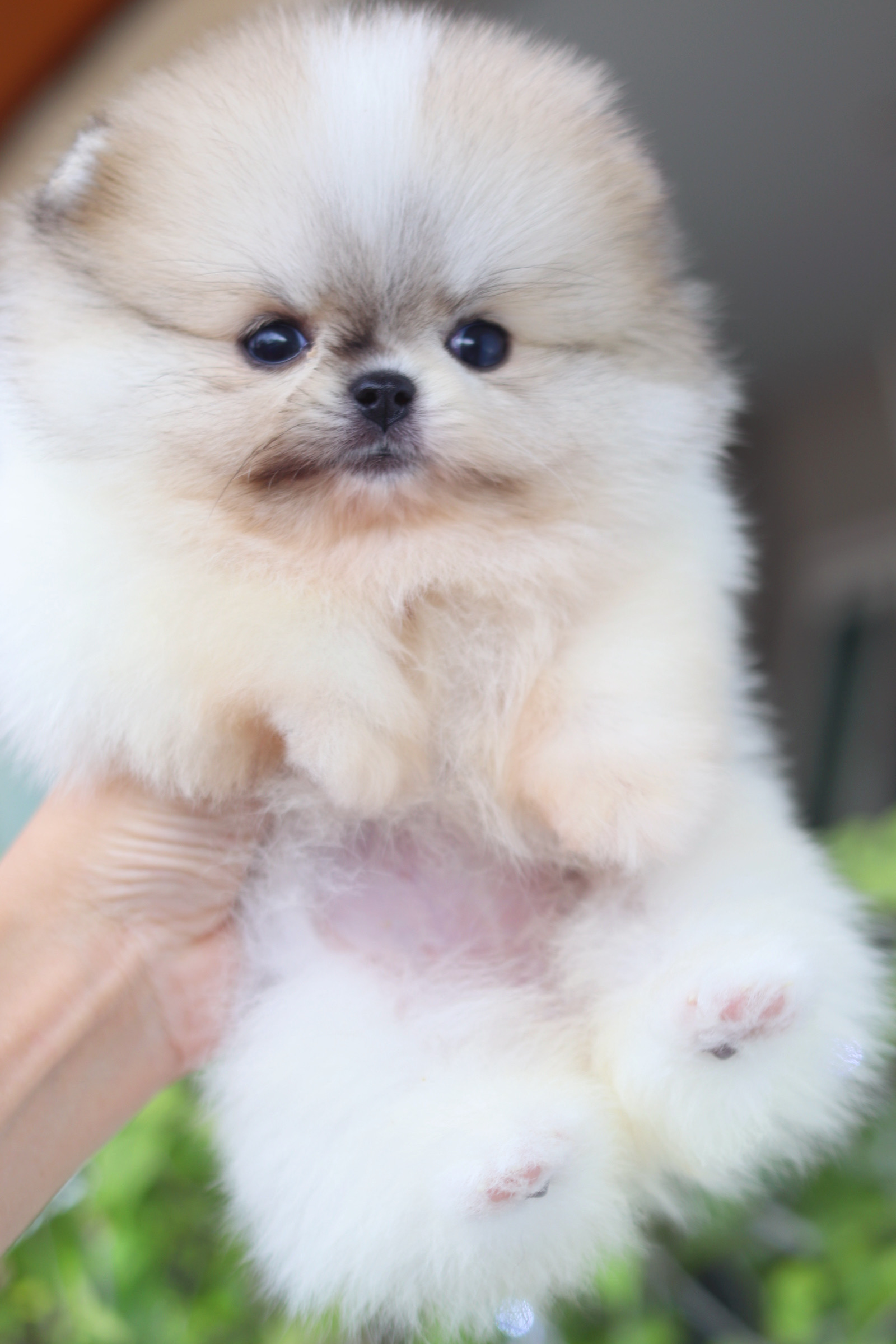 ปอมเมอเรเนียน เพศเมียสีแฟนซี เกรดโชว์