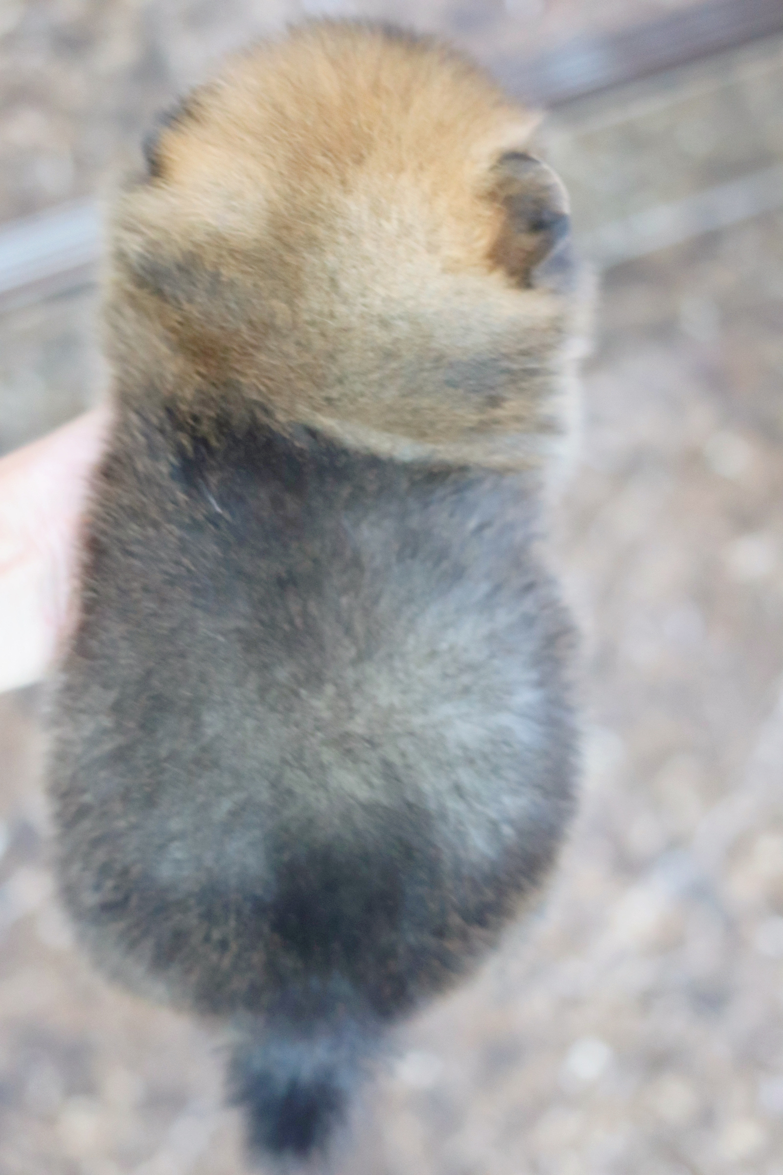 ปอมเมอเรเนียน เพศเมียสีส้ม