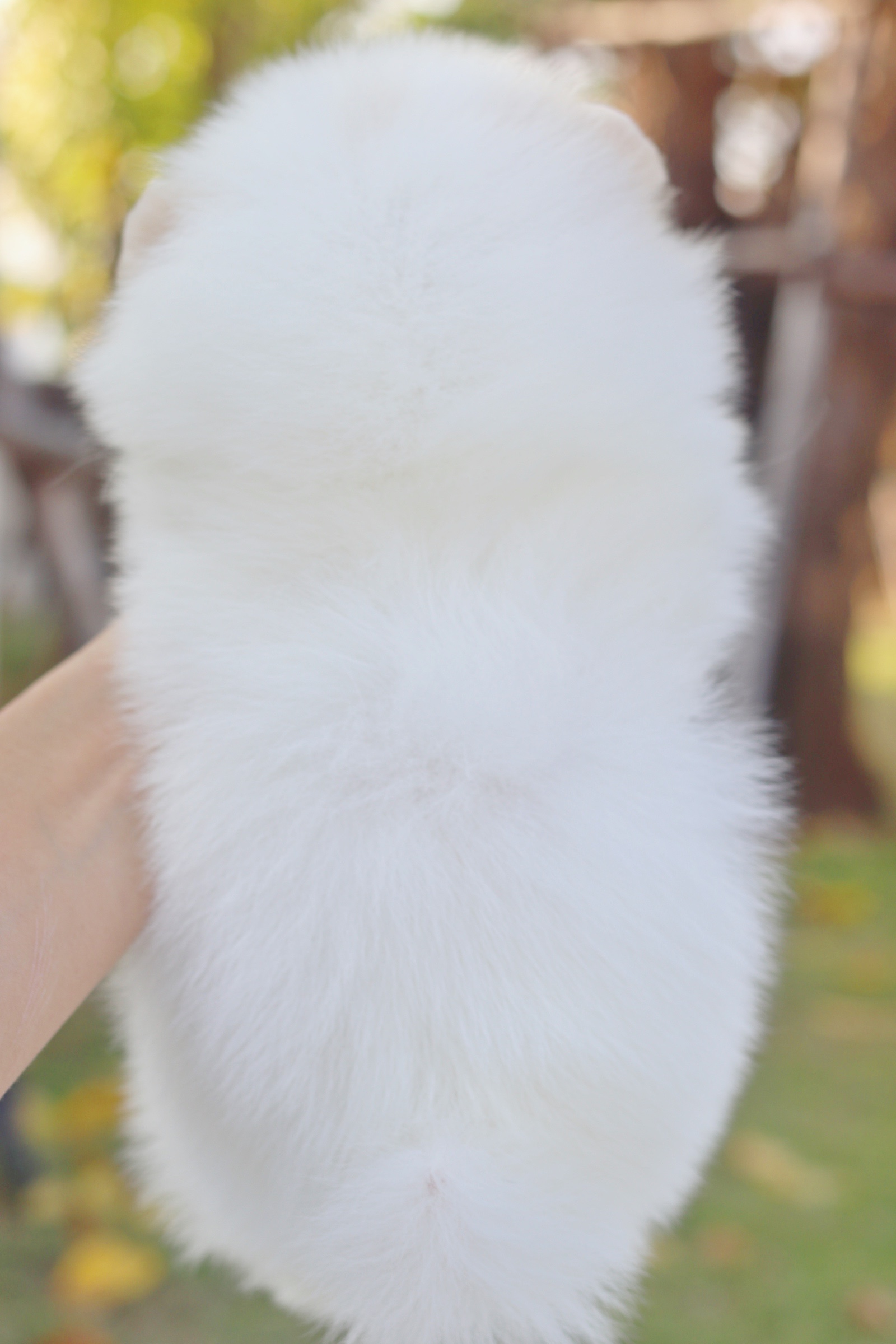 ปอมเมอเรเนียน เพศผู้ สีขาวครีม