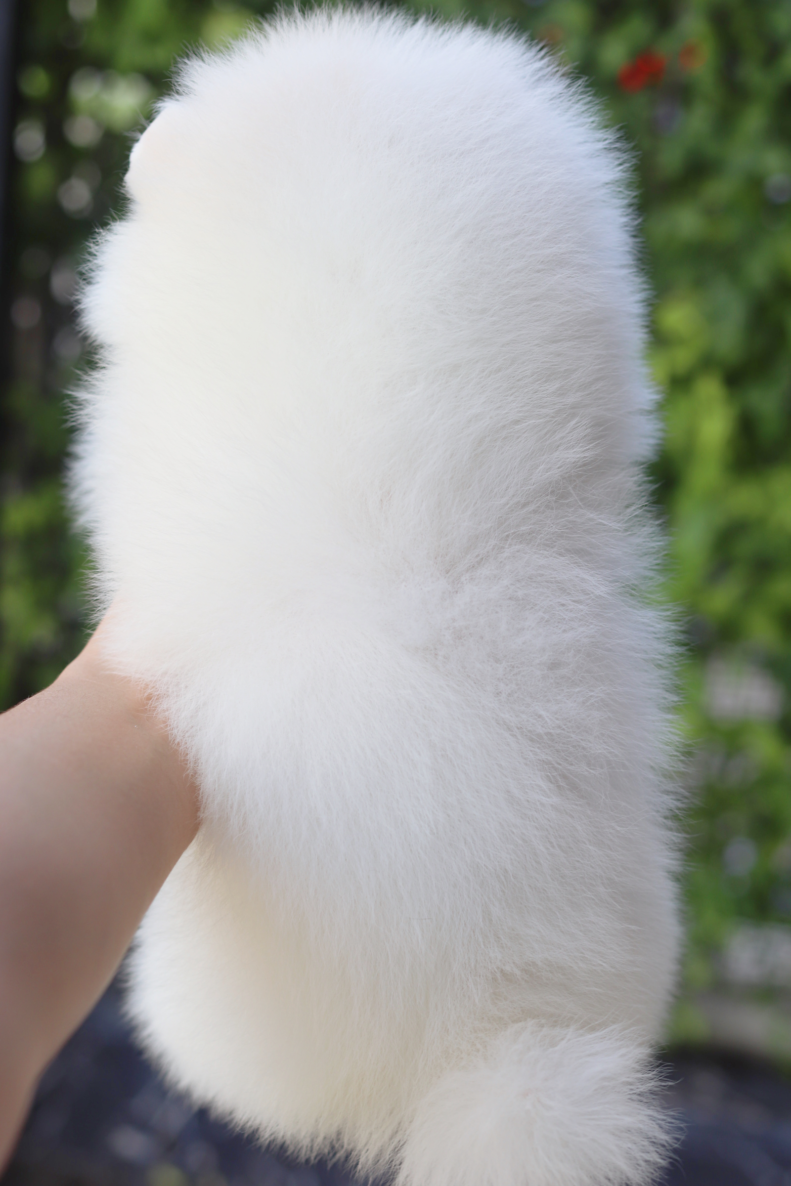 ปอมเมอเรเนียน เพศเมียสีขาว