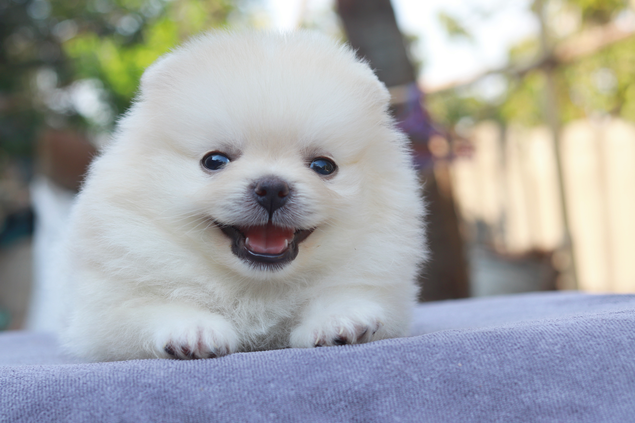 ปอมเมอเรเนียน เพศผู้