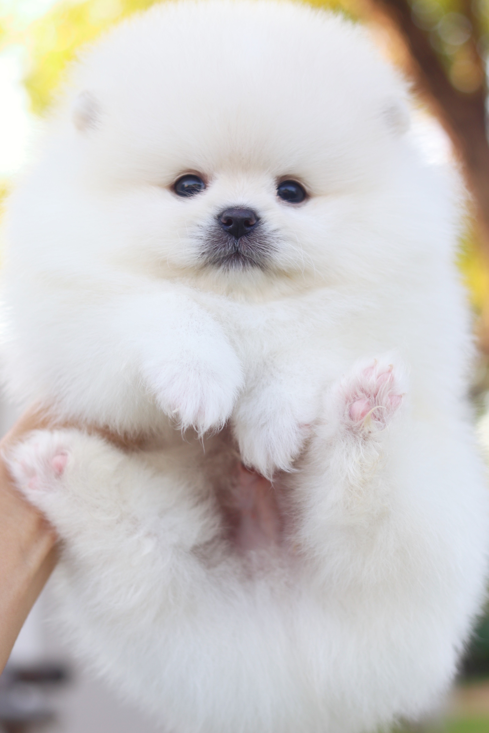 ปอมเมอเรเนียน เพศผู้ สีขาวครีมเกรดโชว์