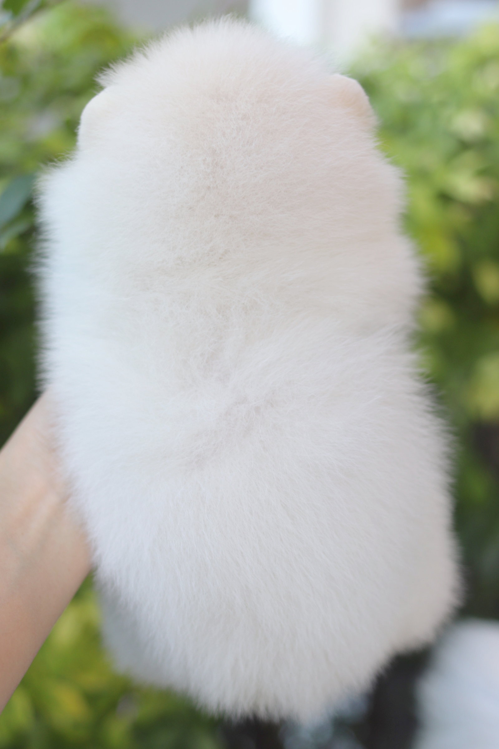 ปอมเมอเรเนียน เพศผู้สีขาวครีม