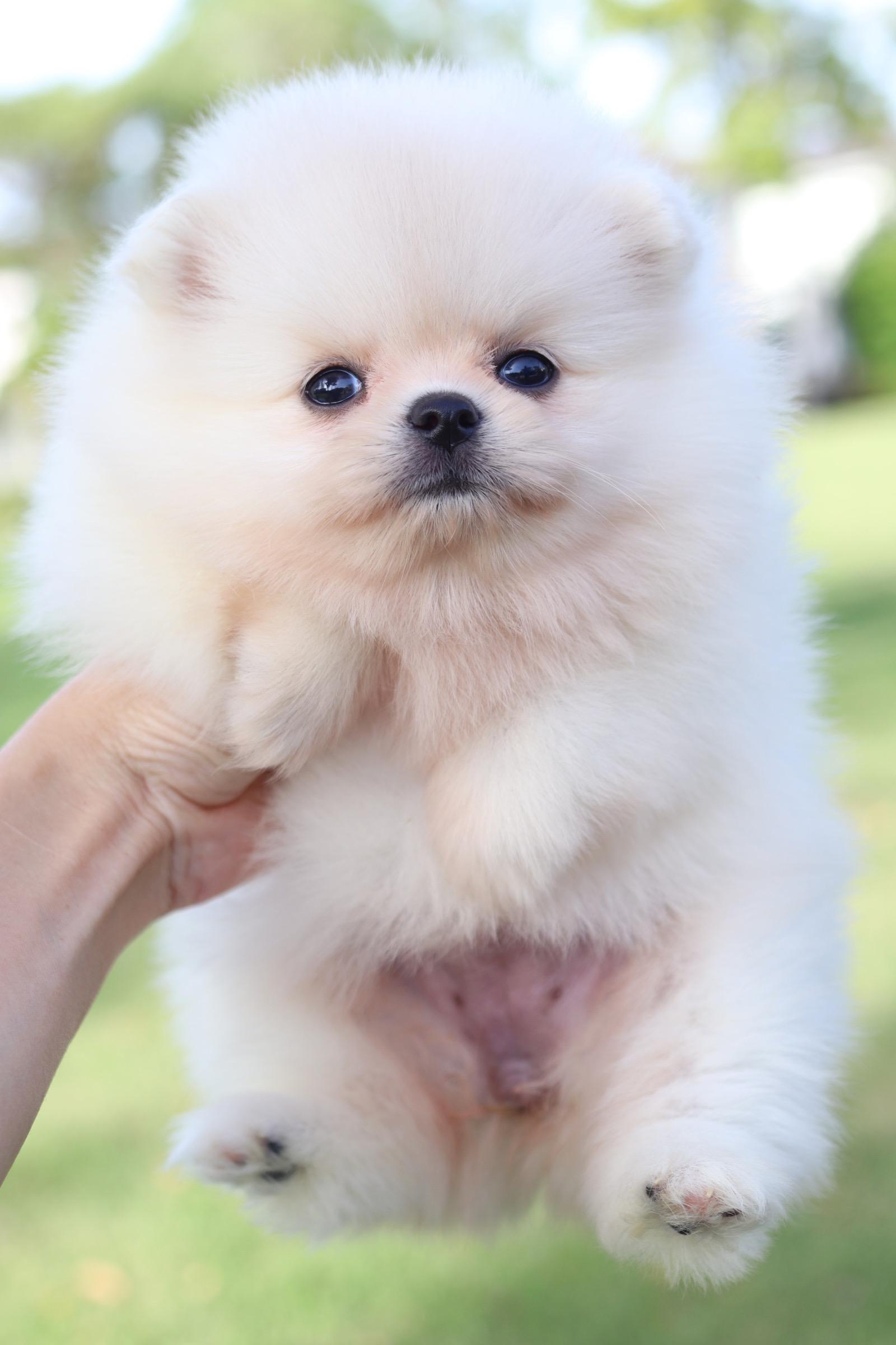 ปอมเมอเรเนียน เพศเมียสีขาวครีม เกรดโชว์