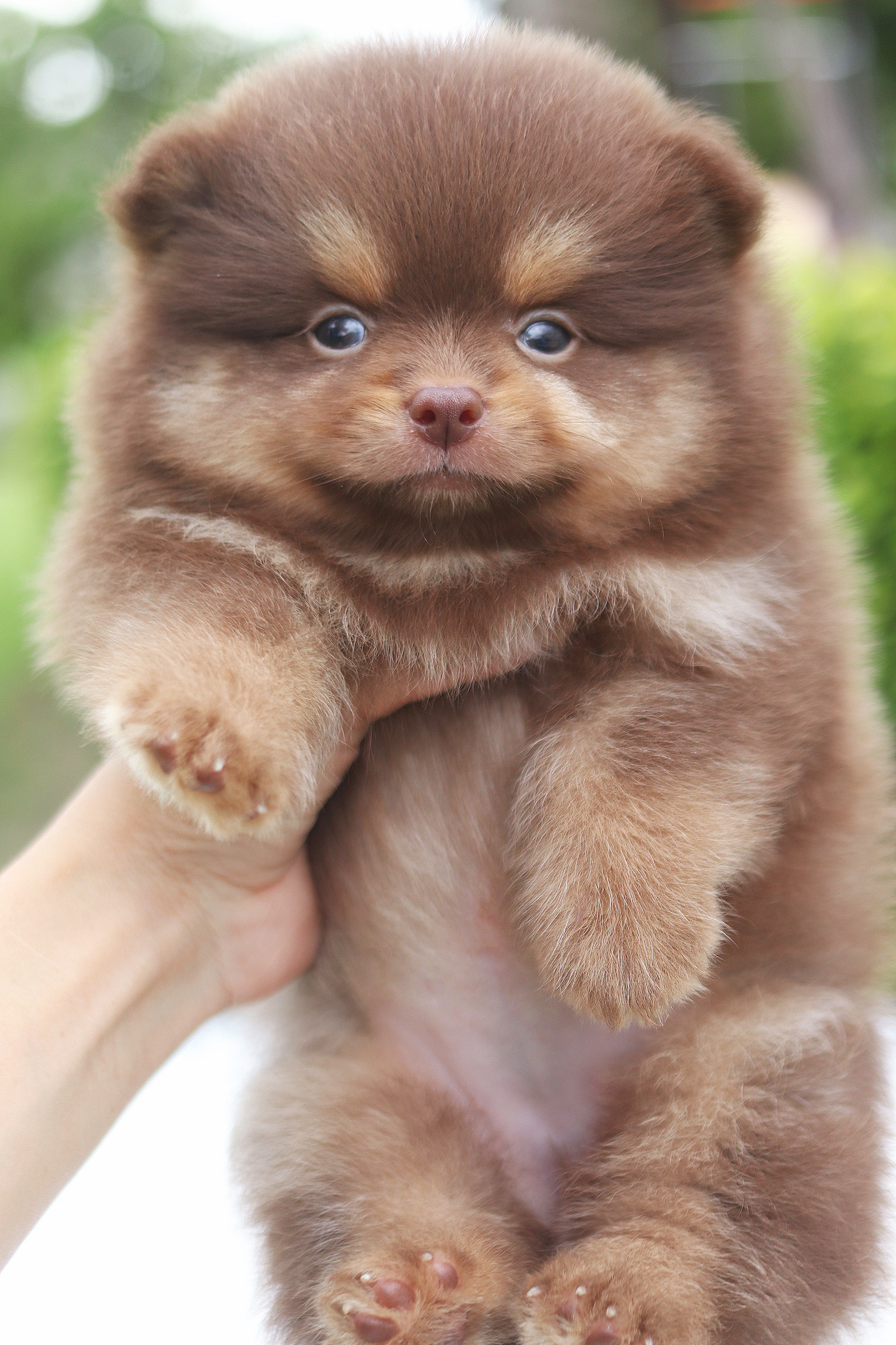 ปอมเมอเรเนียน เพศสีช็อคแทน เพศเมีย