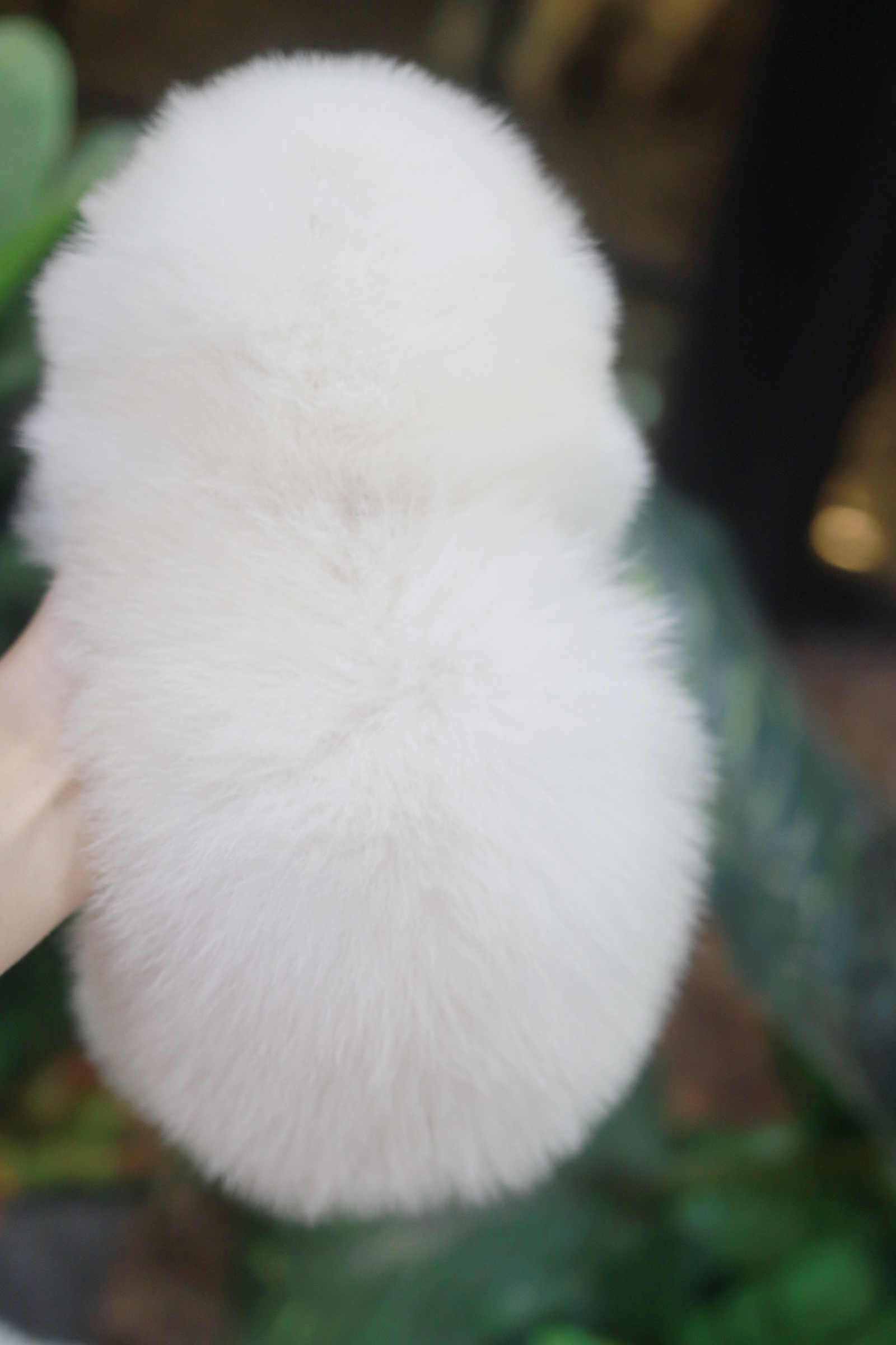 ปอมเมอเรเนียน เพศเมียขาวครีมหน้าฟ็อก