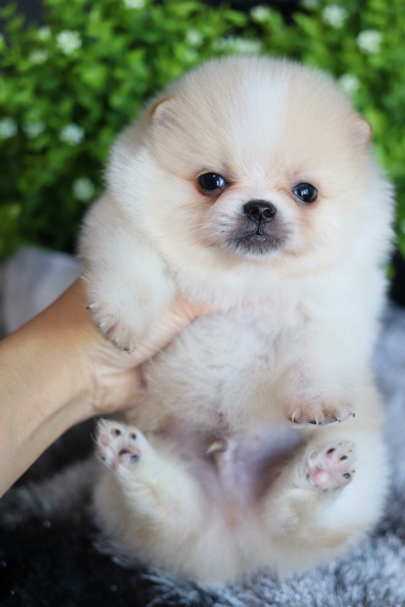 ปอมเมอเรเนียน เพศผู้