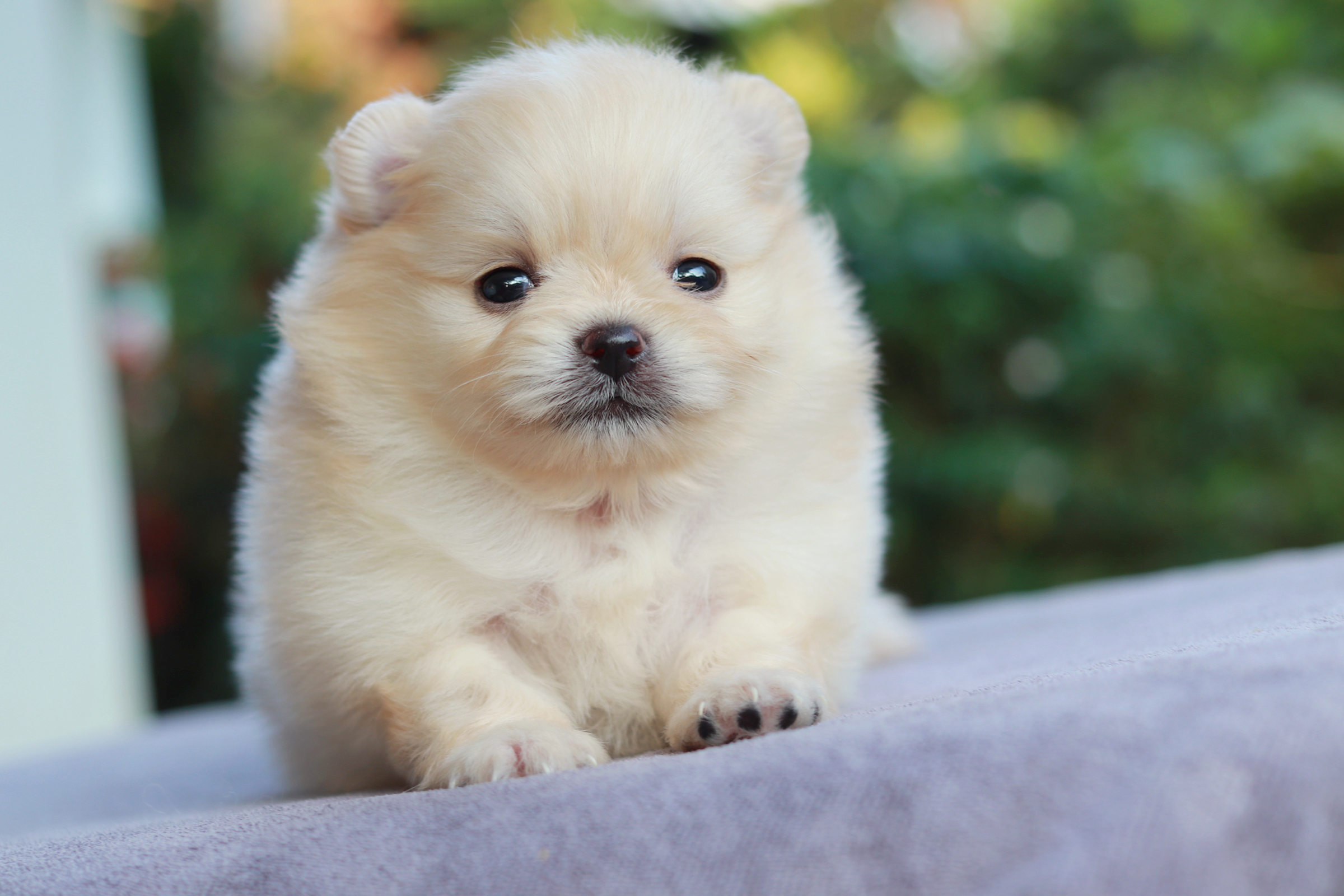 ปอมเมอเรเนียน เพศเมีย