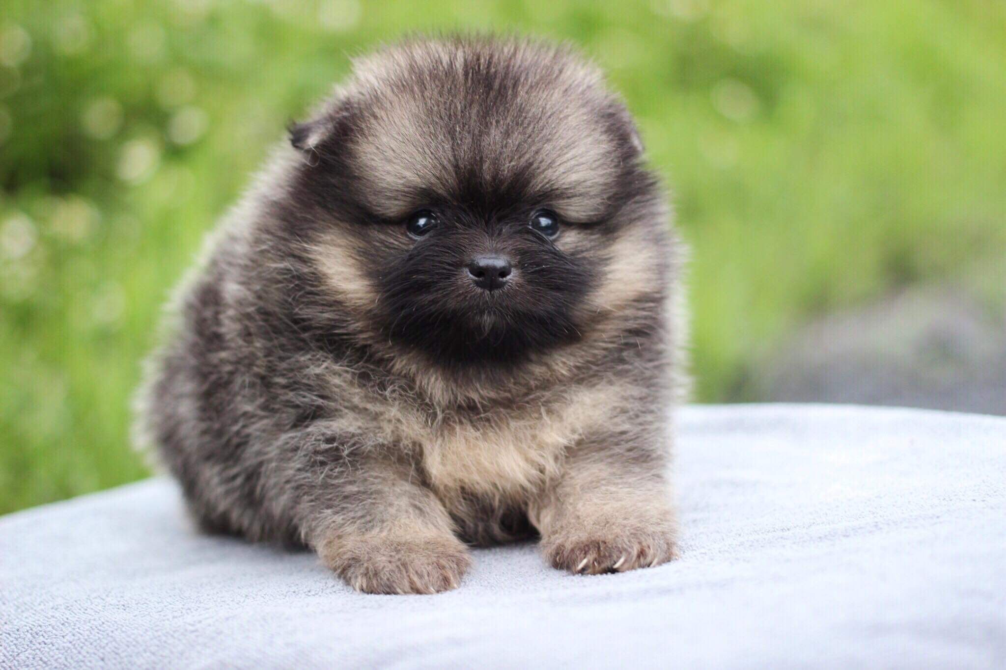 ปอมเมอเรเนียน เพศผู้ปาตี้