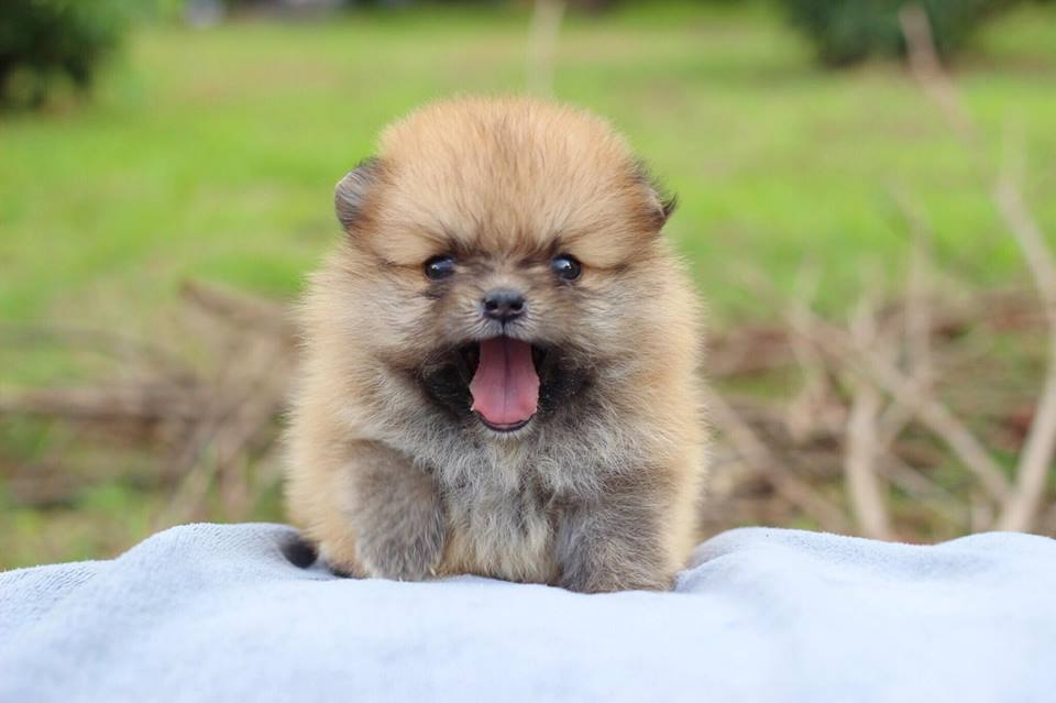 ปอมเมอเรเนียน เพศผู้ทีคัพ